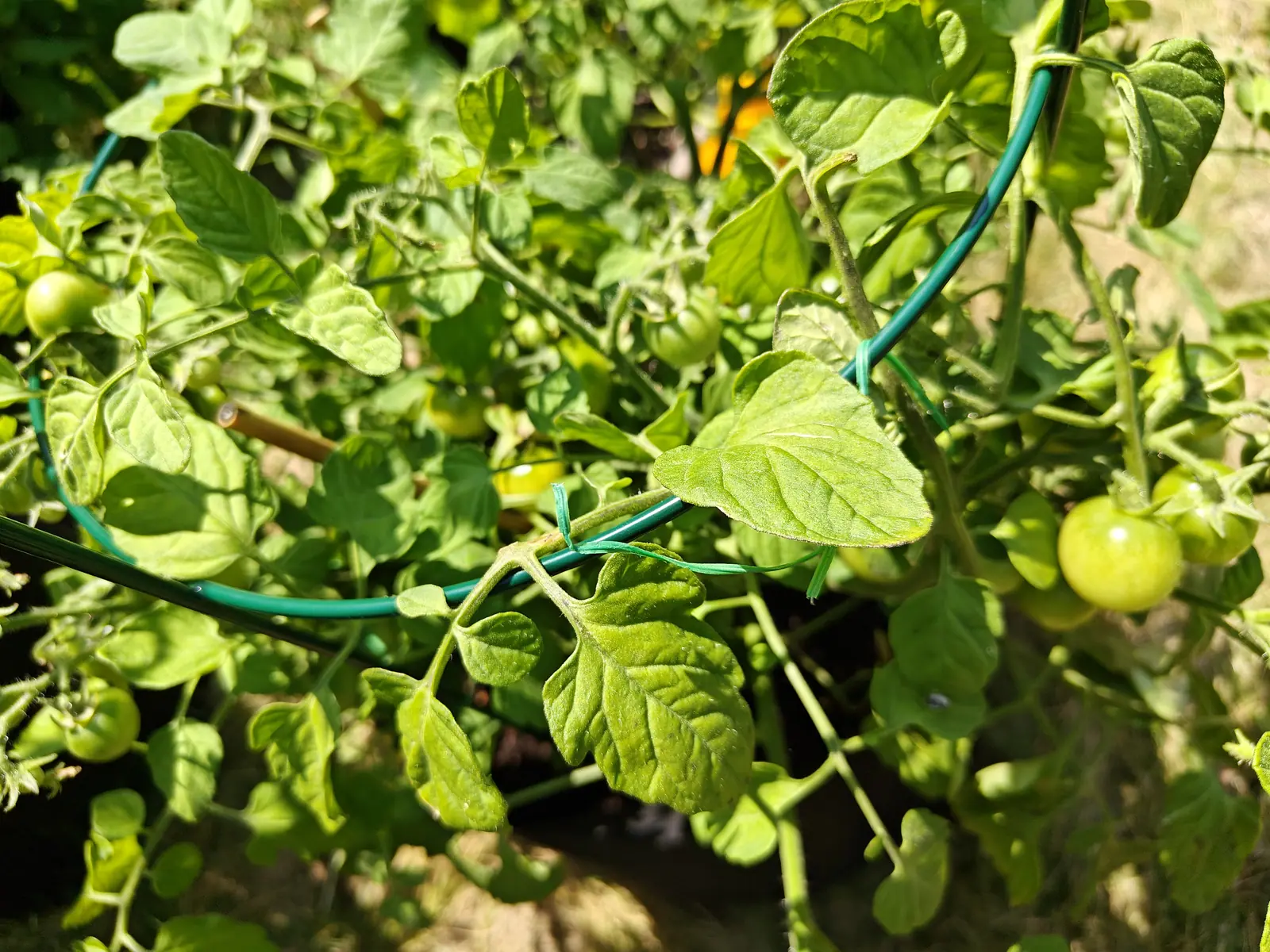 Green tomatoes hanging in clusters among bright foliage, a green plastic-coated wire hoop running across the frame, the leaves lit hard by low sun.