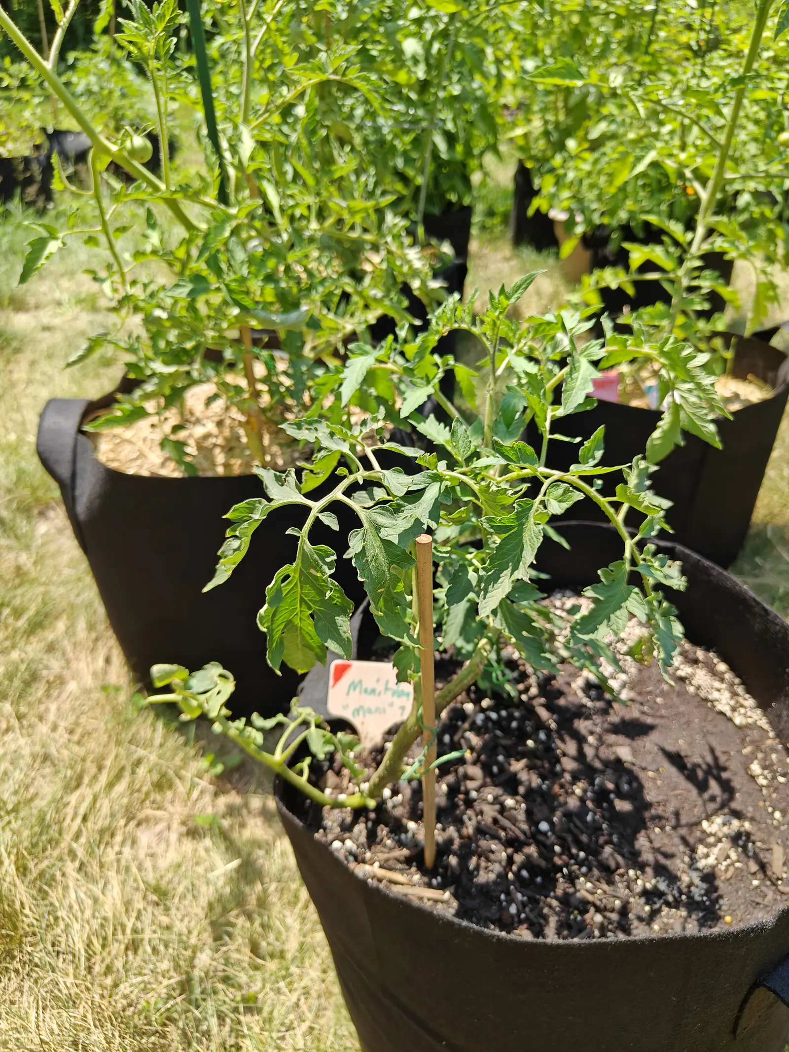 A young tomato plant in a black fabric grow bag of dark compost, staked with a bamboo cane and marked with a small handwritten label, taller tomato plants in bags behind.