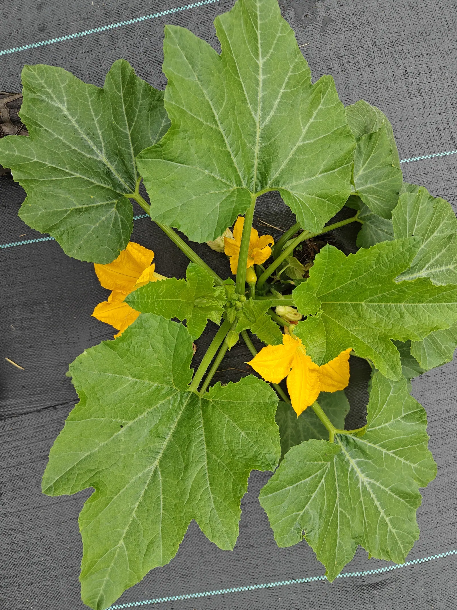 A squash plant seen from above on black woven ground fabric, its big lobed leaves veined silver-white, three orange-yellow blossoms open and a pale fruit swelling at the crown.