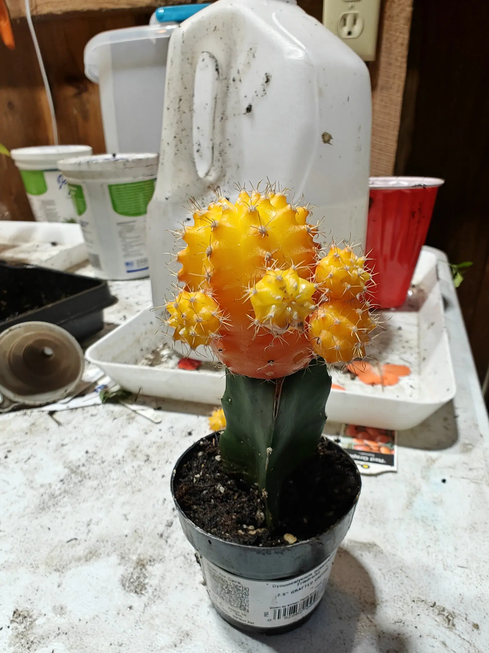 A grafted cactus — a knobbly, spiny globe in bright yellow and orange sitting on top of a straight dark green column, in a black pot of dark compost. Bottles, tubs and a red plastic cup clutter the potting bench behind.