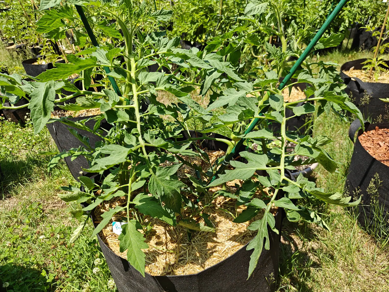 Two tomato plants in black fabric grow bags mulched with straw, staked with green metal rods, standing in rough grass with more grow bags behind.