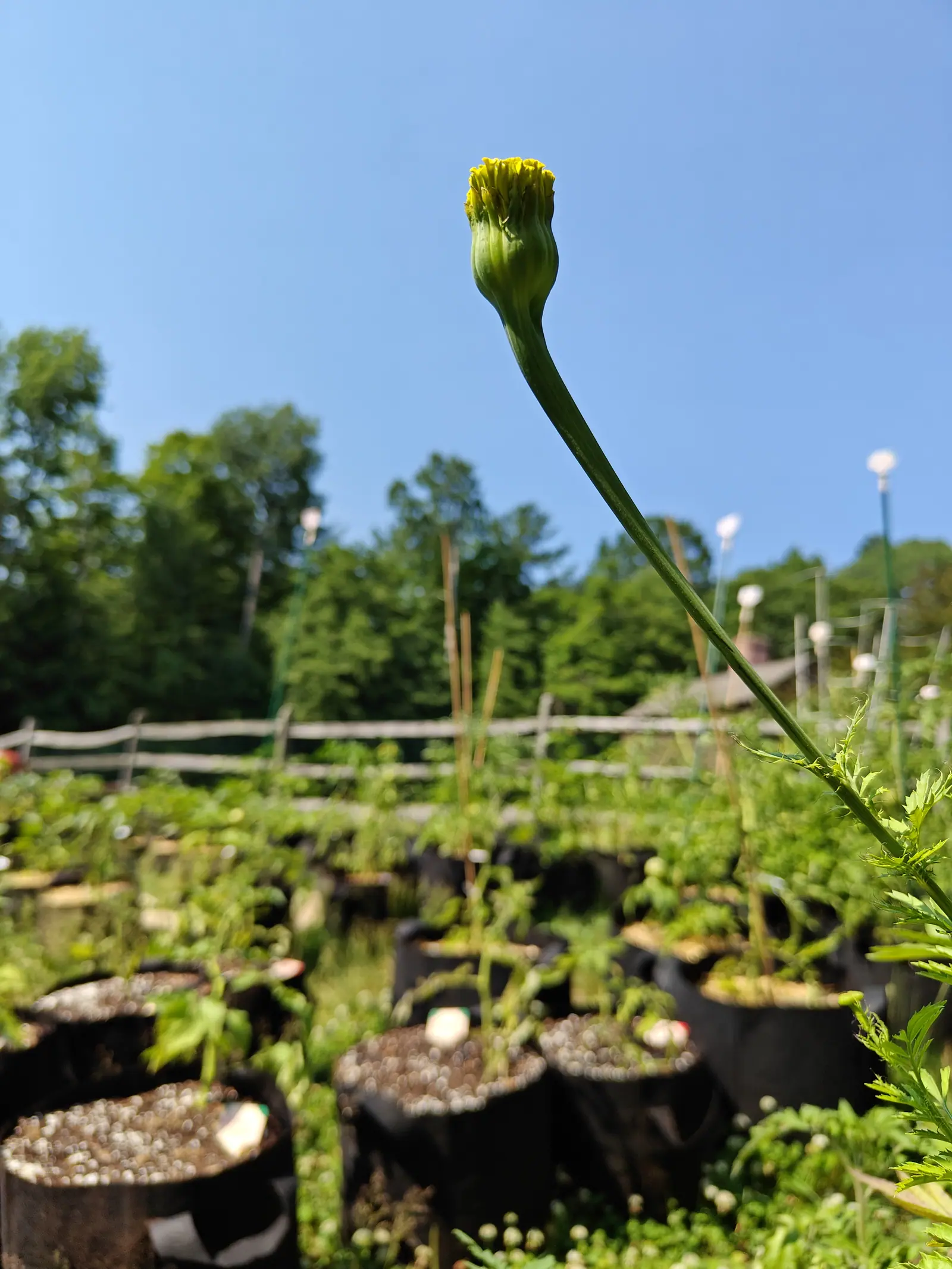 A single marigold bud on a long bare stem against a clear blue sky, rows of black fabric grow bags, a split-rail fence and dark woodland below it.