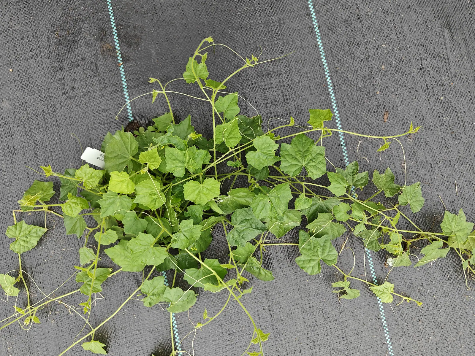 A cucamelon vine spreading across black woven ground fabric, its small ivy-shaped leaves and thin tendrils reaching out in every direction from a low crown.
