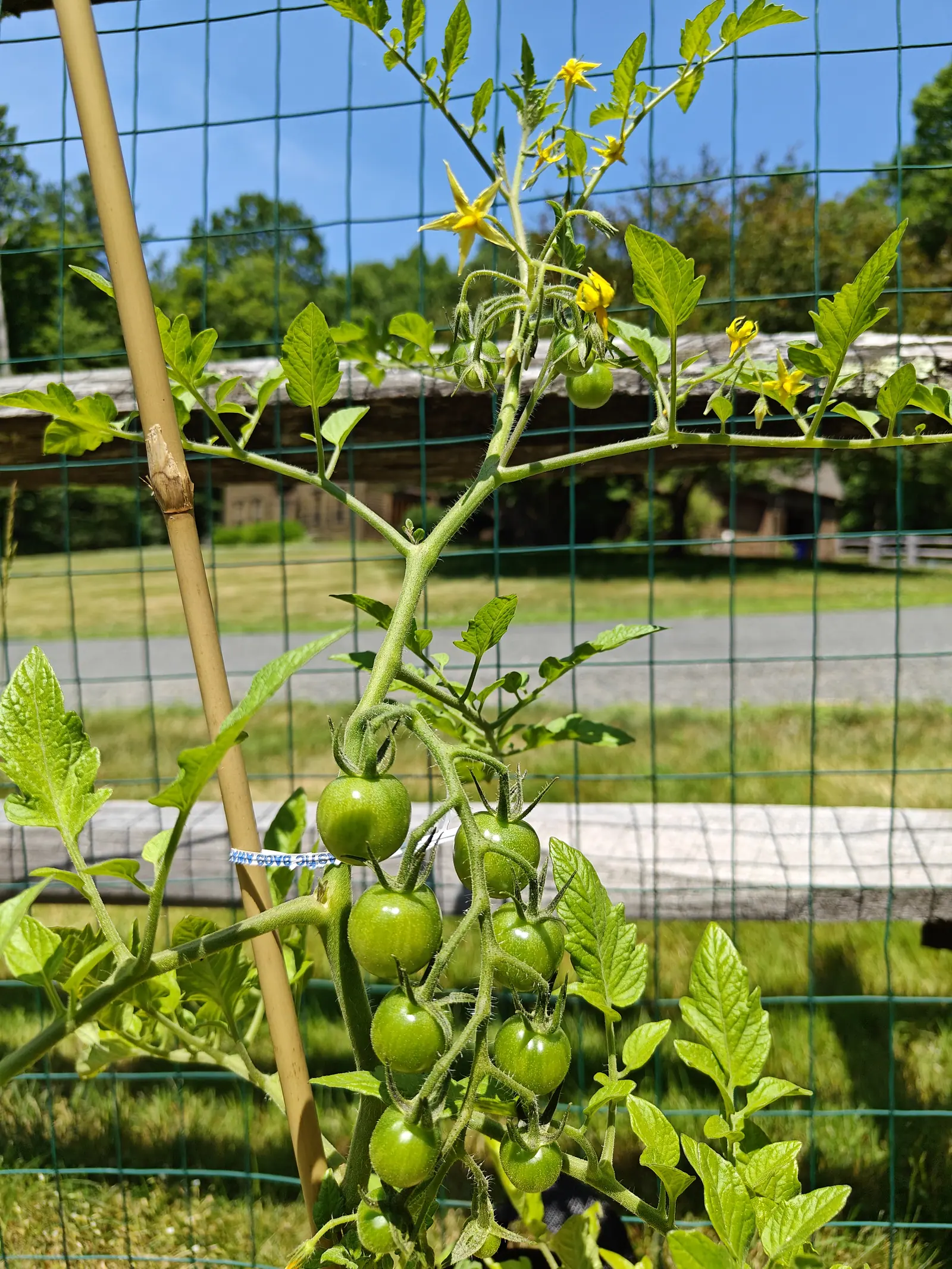 A truss of green cherry tomatoes hanging against a green wire fence, a bamboo cane running up beside it, with mown grass, a split-rail fence and trees beyond.