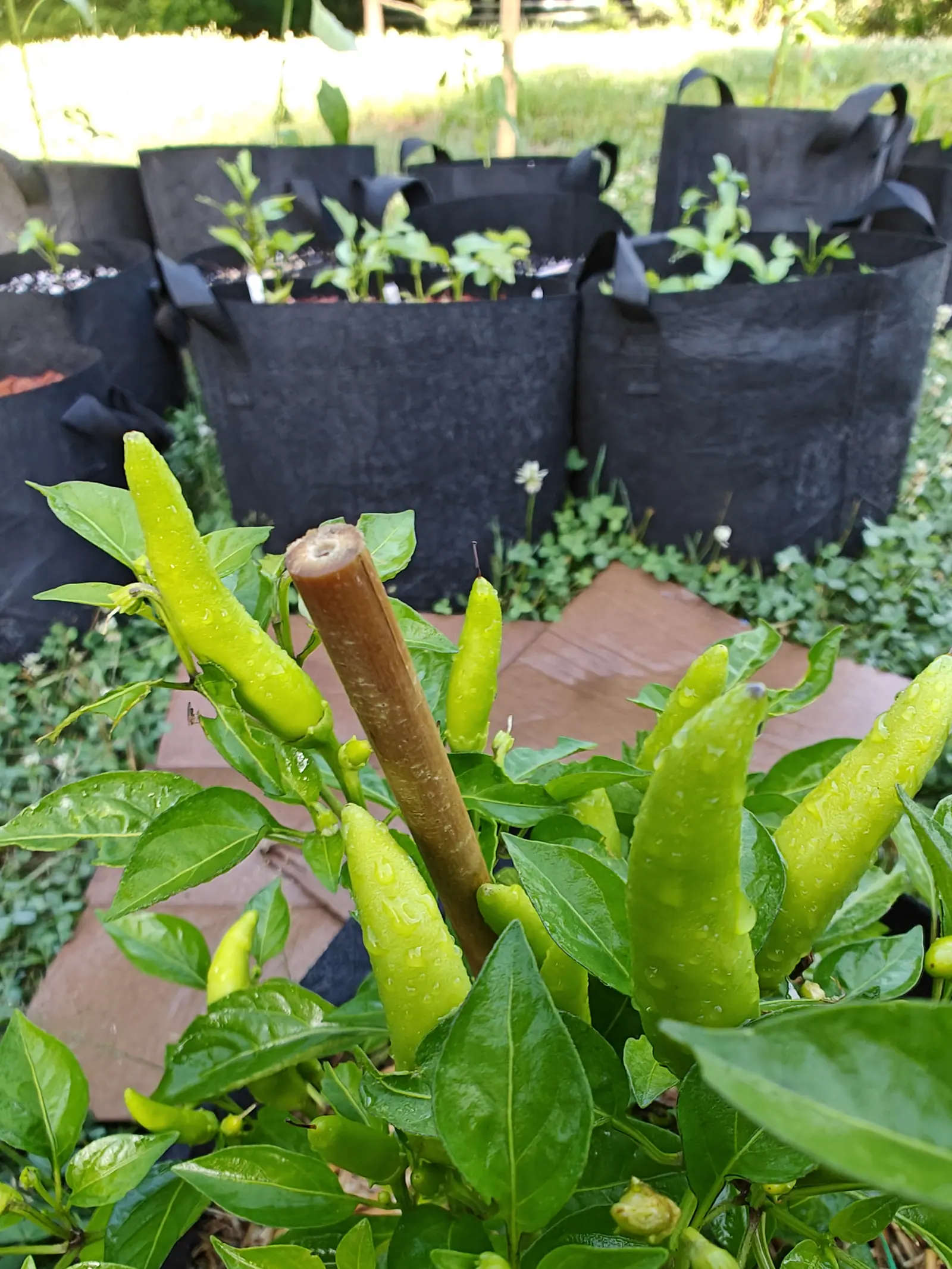 Pale yellow-green chillies standing upright on a pepper plant beside a cut wooden stake, black fabric grow bags and a sheet of flattened cardboard behind.