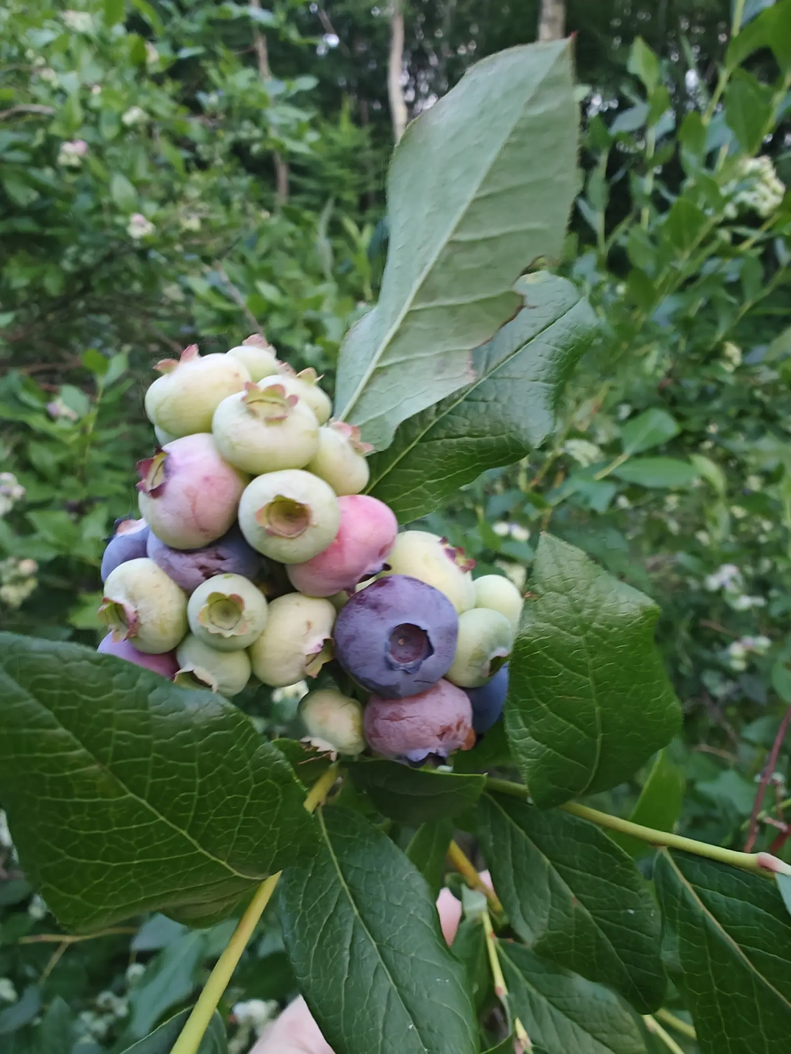 A tight cluster of blueberries on the bush, some still pale green, others flushed pink and two ripened dusty blue, held among leathery dark leaves.