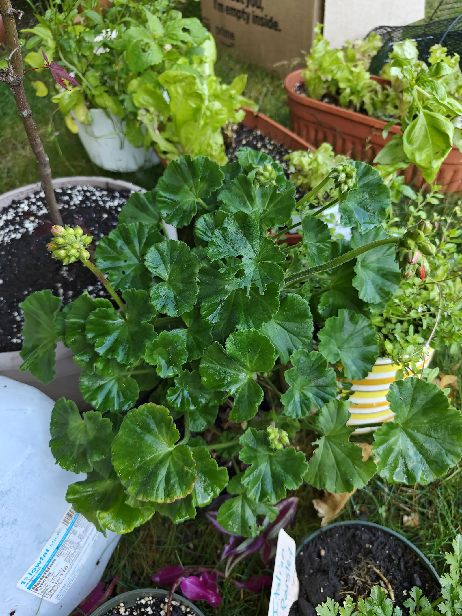 A zonal geranium in a pot, its round scalloped leaves dark and glossy with tight green flower buds rising at the centre, other pots and a cardboard box behind.