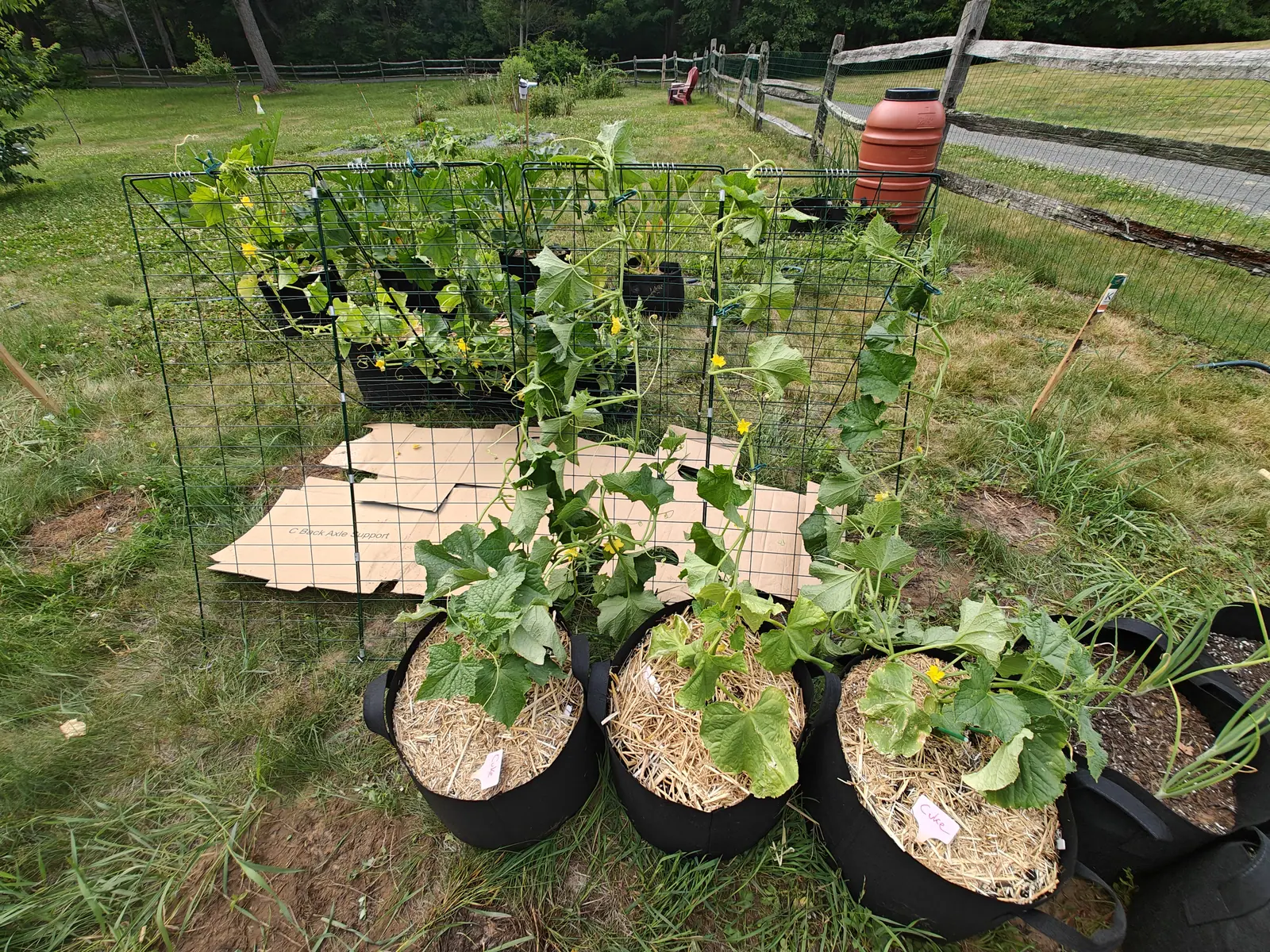 Cucumber plants climbing wire trellis panels out of black fabric grow bags mulched with straw, flattened cardboard laid on the ground between them, split-rail fence and lawn beyond.