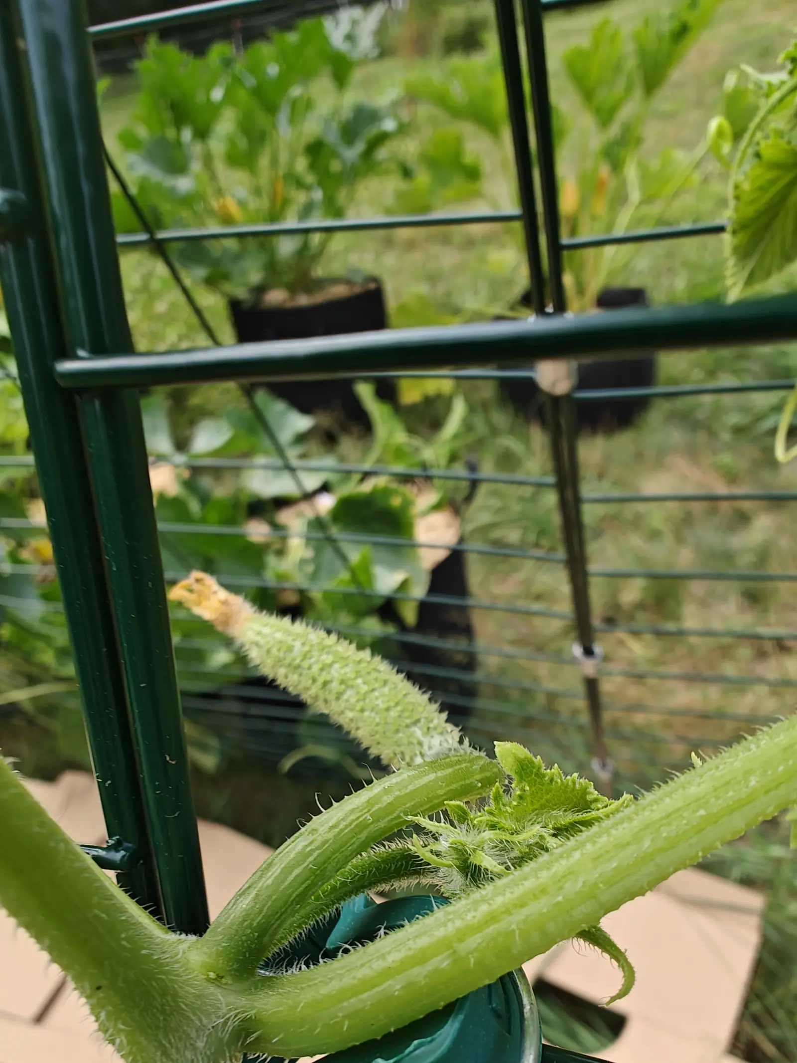 A young spiny cucumber and its bristled stem close against a dark green wire trellis, more plants in fabric grow bags out of focus on the grass behind.