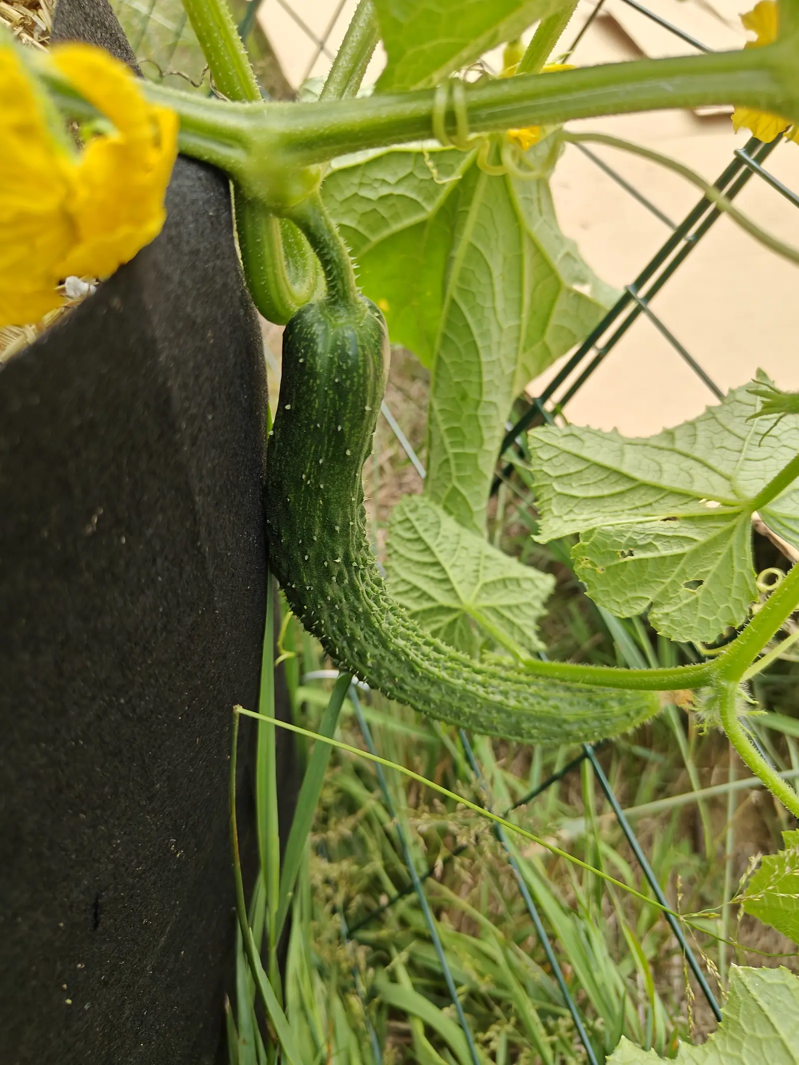 A young cucumber hanging beside the wall of a black fabric grow bag, its skin ridged and pale-speckled, a yellow flower at the top of the frame and wire trellis behind.