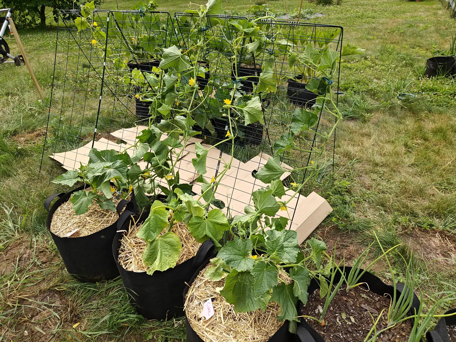 Cucumber plants trained up green wire trellises from black fabric grow bags mulched with straw, sheets of cardboard between them, in a grassy plot with more bags beyond.