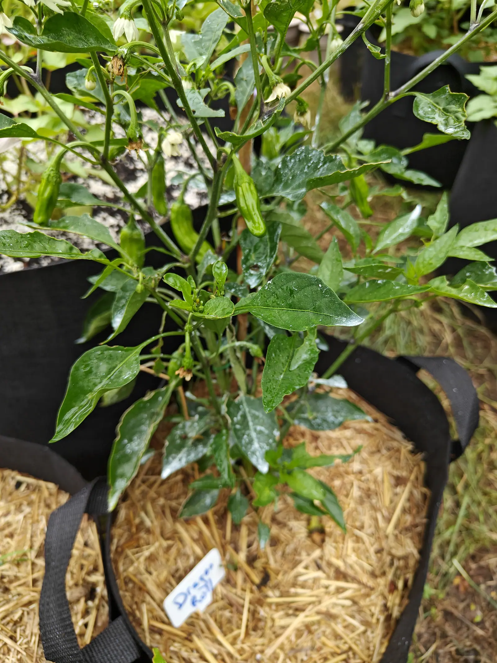 A pepper plant in a black fabric grow bag mulched with straw, slim green fruit and white flowers among glossy leaves, a small handwritten label at the front of the bag.