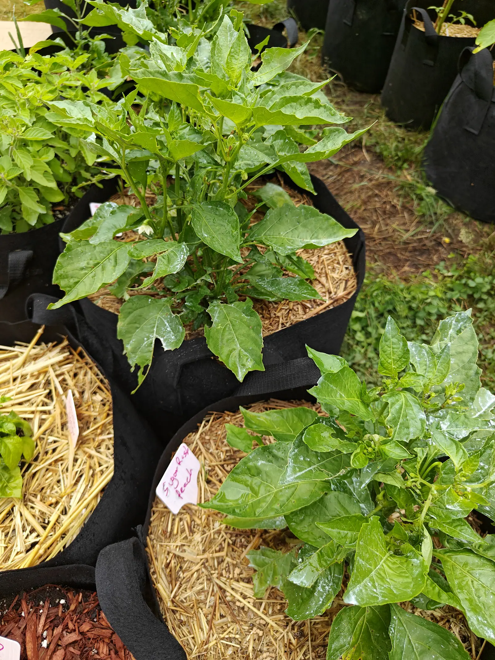 Pepper plants in black fabric grow bags mulched with straw, their leaves broad and rain-wet, a pink handwritten label tucked into the straw between them and red-orange bark mulch at the corner.