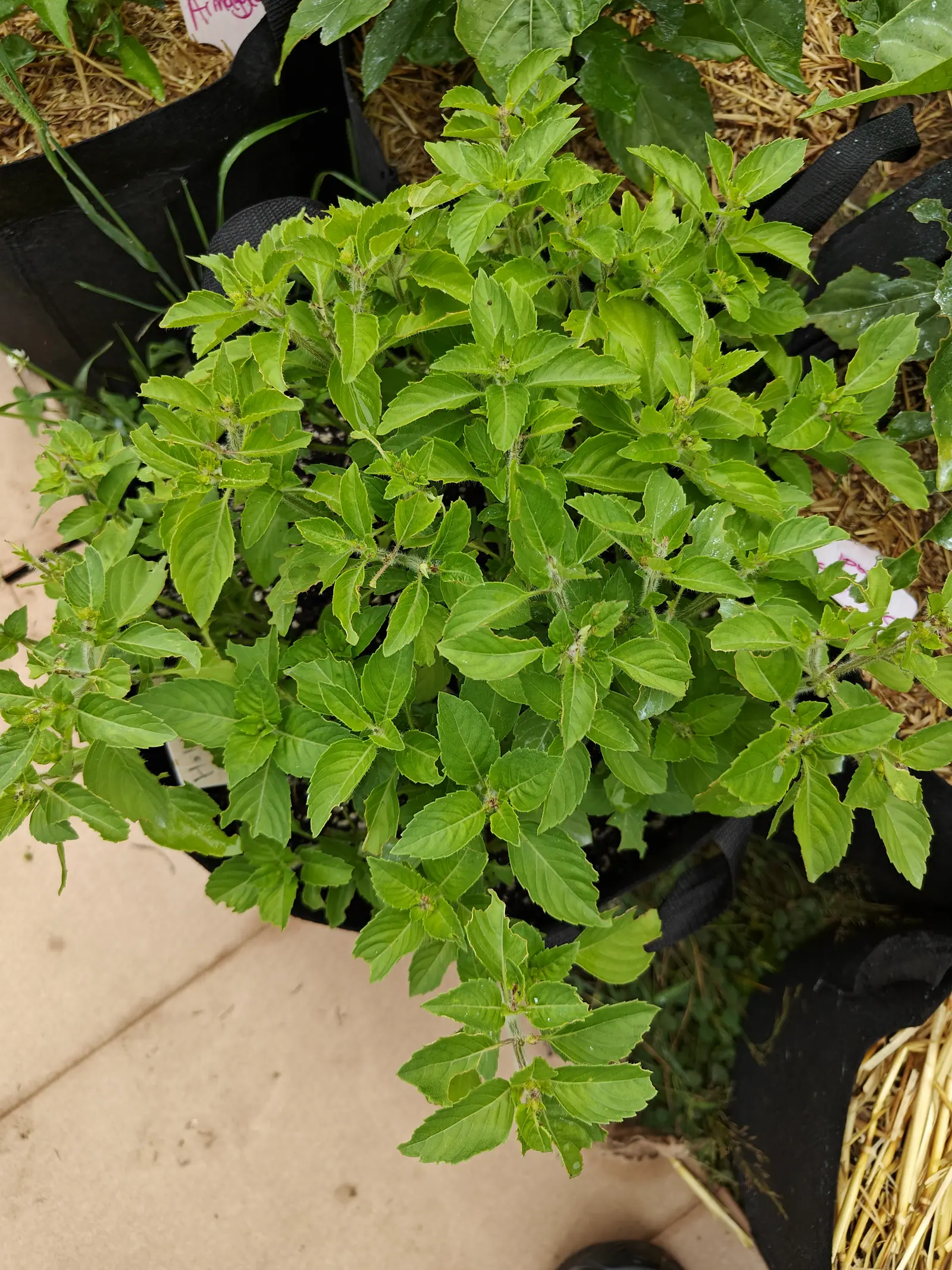 Holy basil seen from above in a black fabric grow bag, its small toothed leaves crowded in dense whorls, a paved slab and scattered straw around the bag.