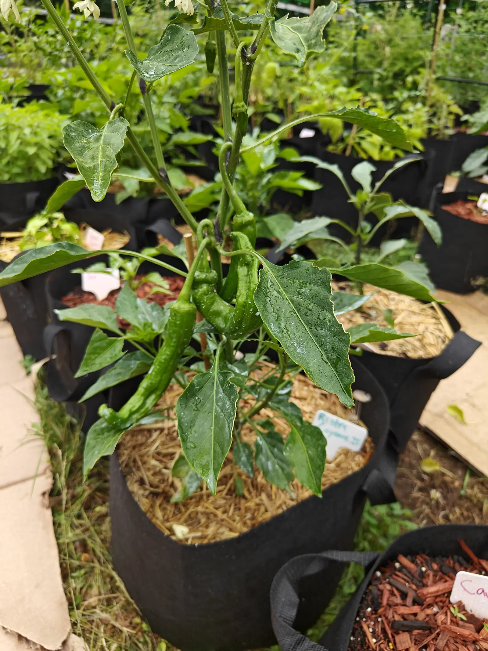 Long tapering green chillies hanging from a pepper plant in a black fabric grow bag mulched with straw, a blue-inked label at the rim, more bags receding behind.
