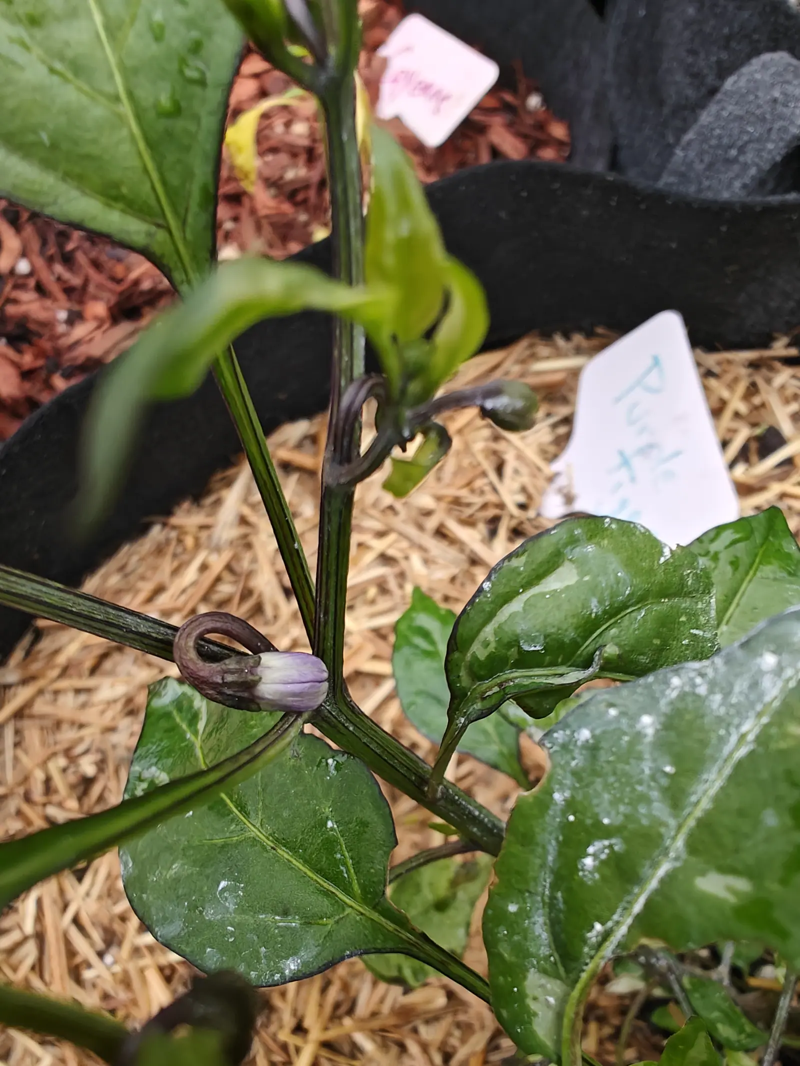 A small purple flower bud hanging from the dark stem of a pepper plant, its leaves glossy and wet, with handwritten labels and red-orange bark mulch out of focus behind.