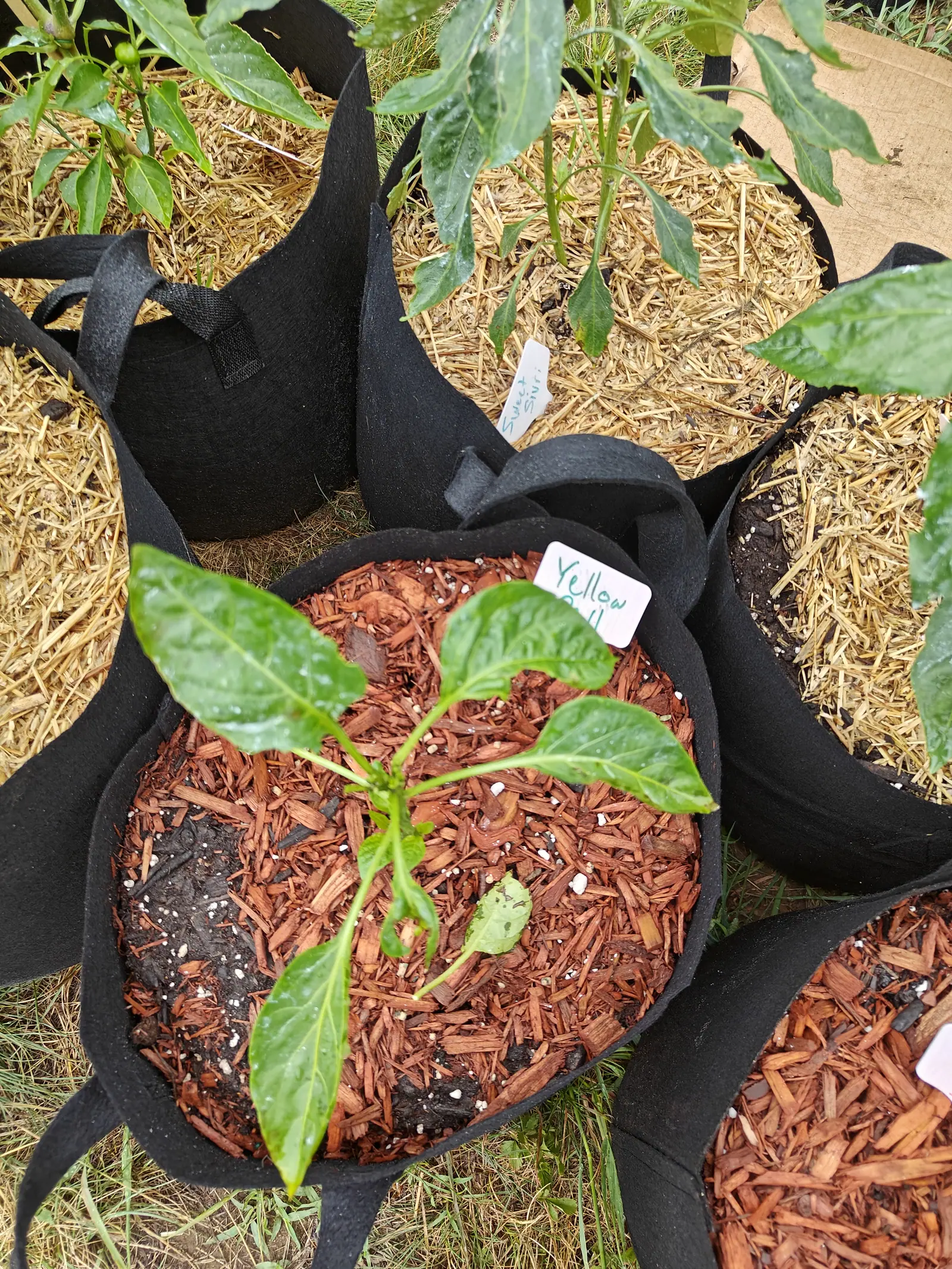 A young pepper seedling in a black fabric grow bag mulched with red-orange bark chips, a tiny fruit forming low on the stem and a pink handwritten label pushed in beside it.