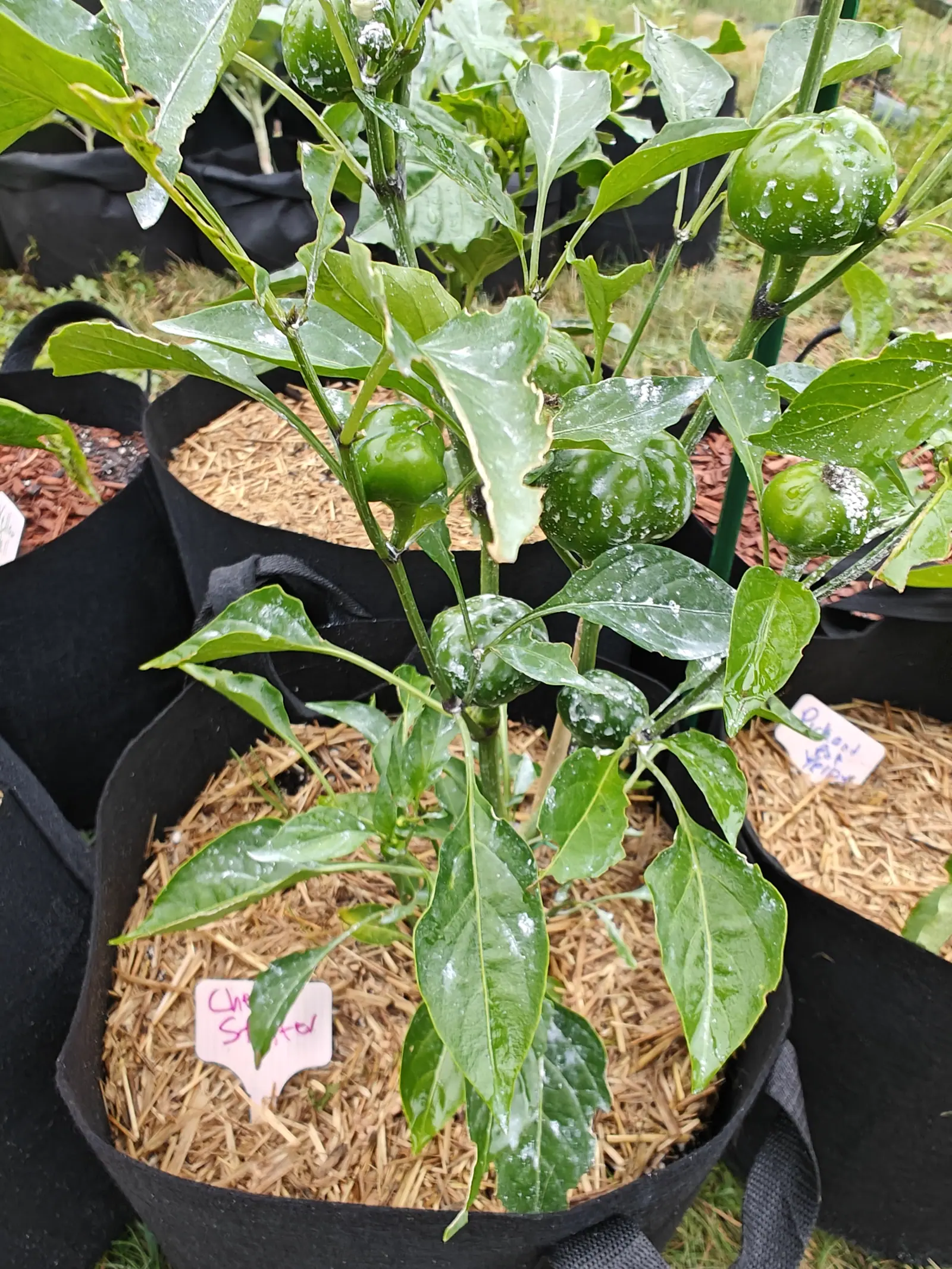 A pepper plant carrying round green cherry-type fruit, standing in a black fabric grow bag mulched with straw, a pink handwritten label at the front and a green stake behind.