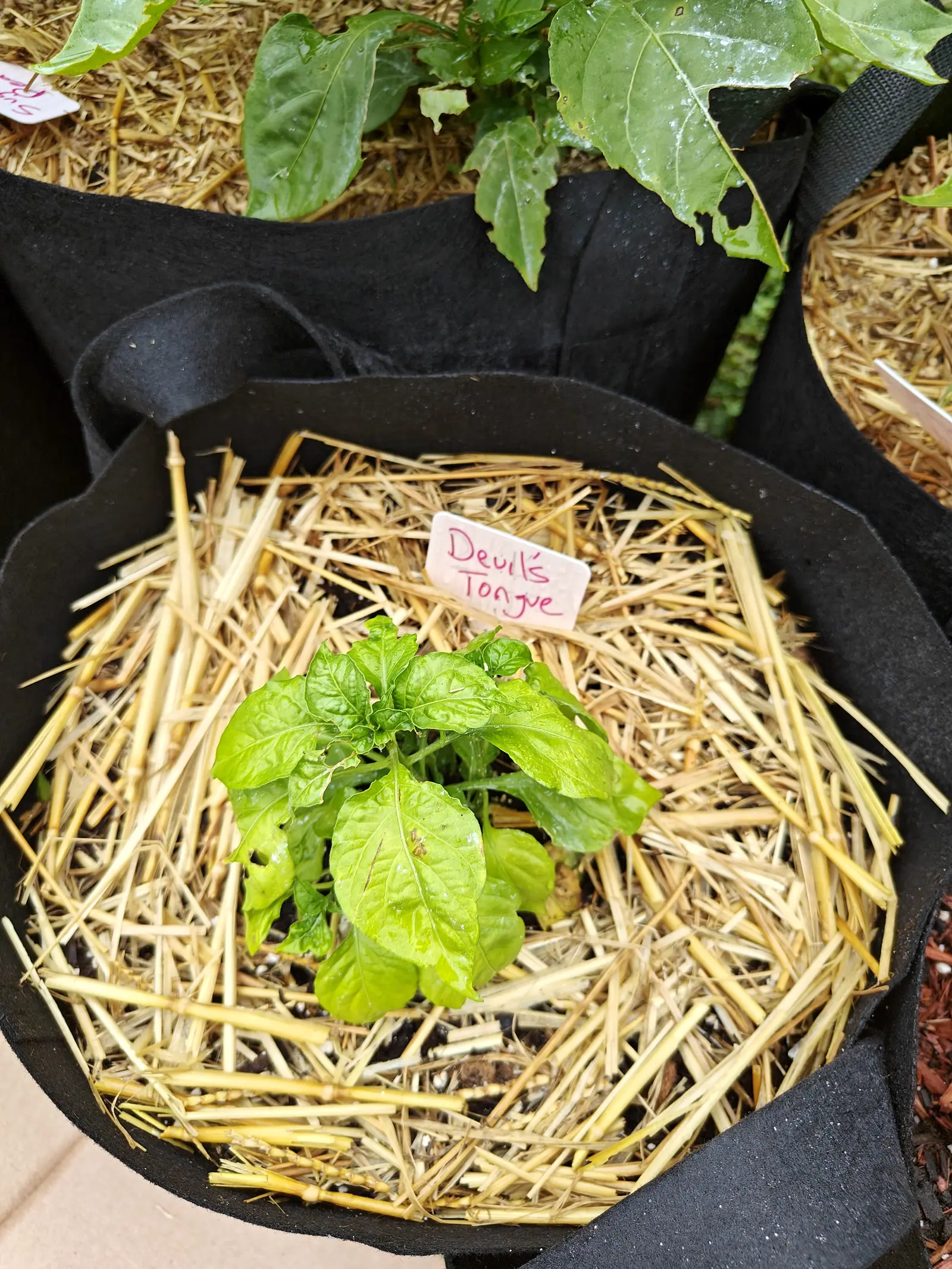 A single small pepper seedling at the centre of a wide fabric grow bag thickly mulched with straw, a handwritten label propped in front of it.