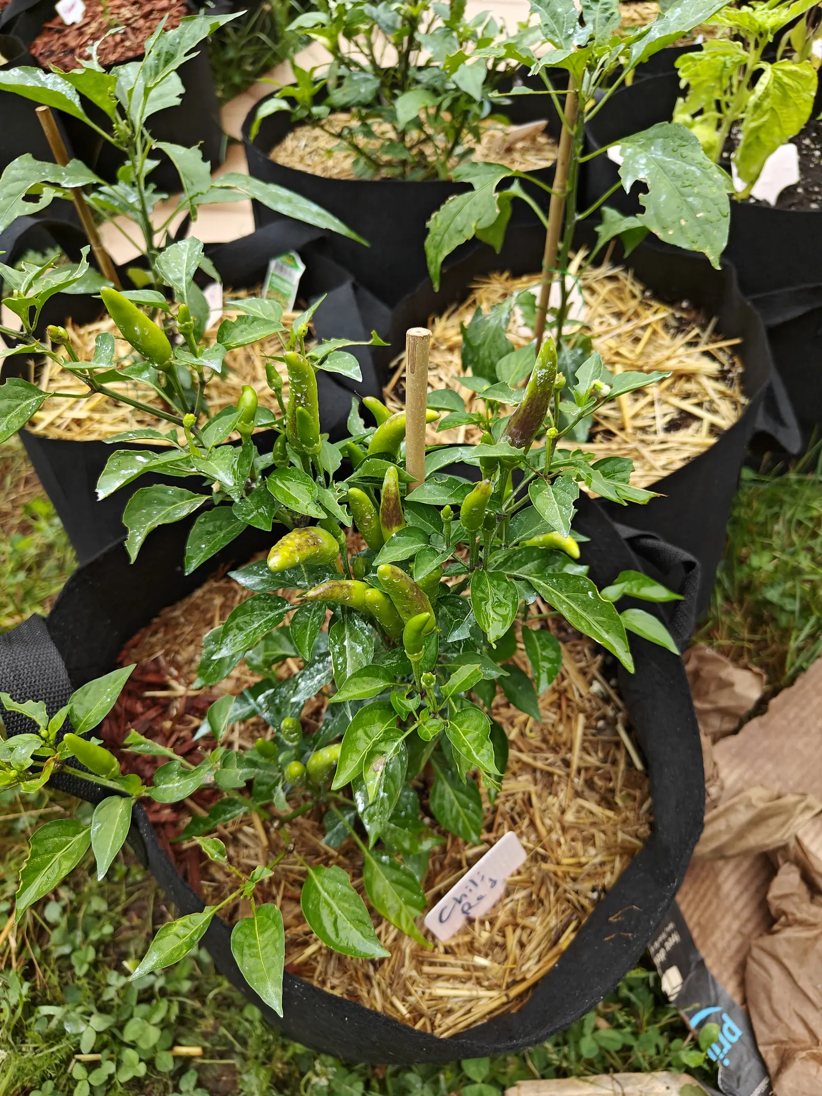 A pepper plant hung with slim green and yellowing chillies in a straw-mulched fabric grow bag, a bamboo stake through the middle and more pepper bags crowded around.