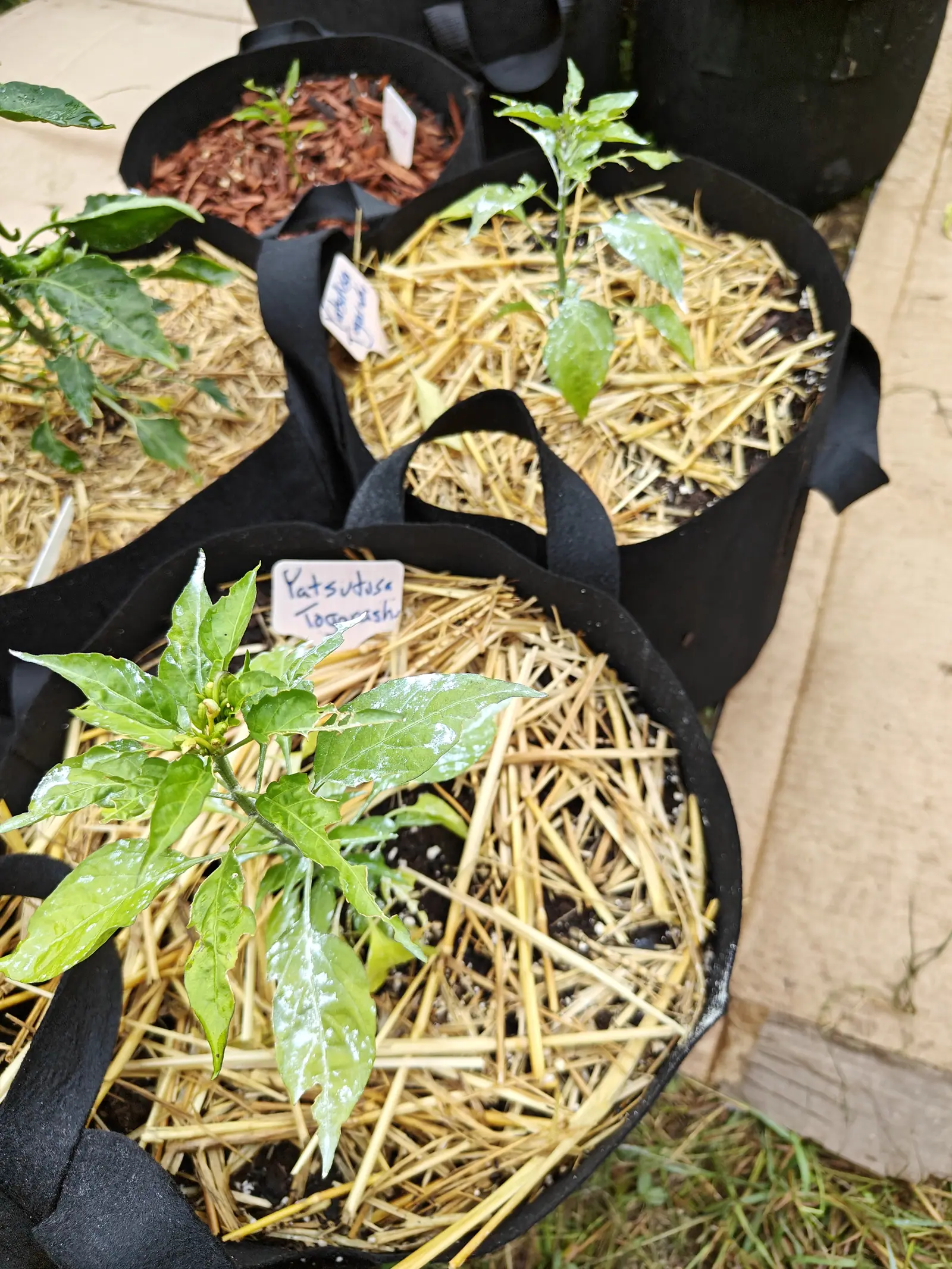 Two straw-mulched fabric grow bags holding small pepper plants at a paved edge, a handwritten label pushed into the straw of the nearer bag.