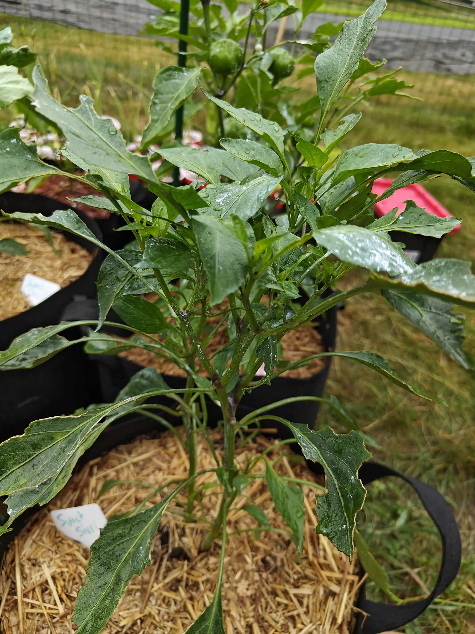A pepper plant with dark, wet, deeply veined leaves in a straw-mulched fabric grow bag, one green fruit at the top of the stem and a small label at the front rim.