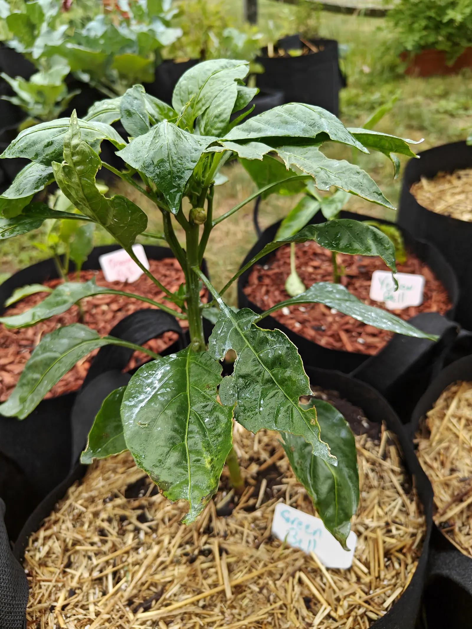 A pepper plant with glossy leaves chewed through in a straw-mulched fabric grow bag, a label at the front and red-orange bark mulch in the bags behind.