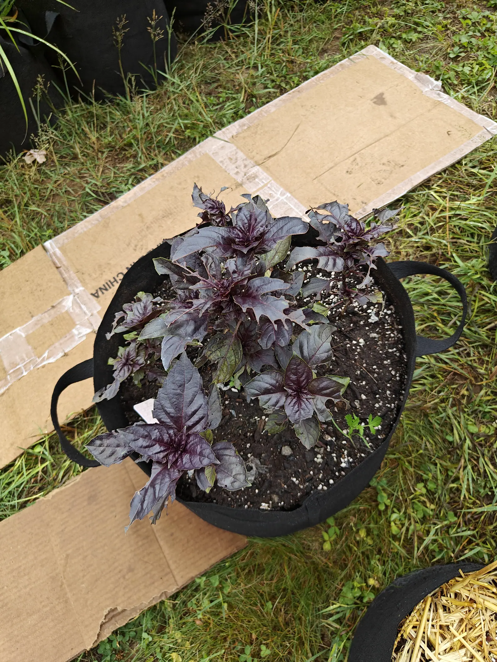 Dark purple basil filling a black fabric grow bag set on flattened cardboard over grass, its leaves deeply veined and almost black at the tips, perlite flecking the soil.