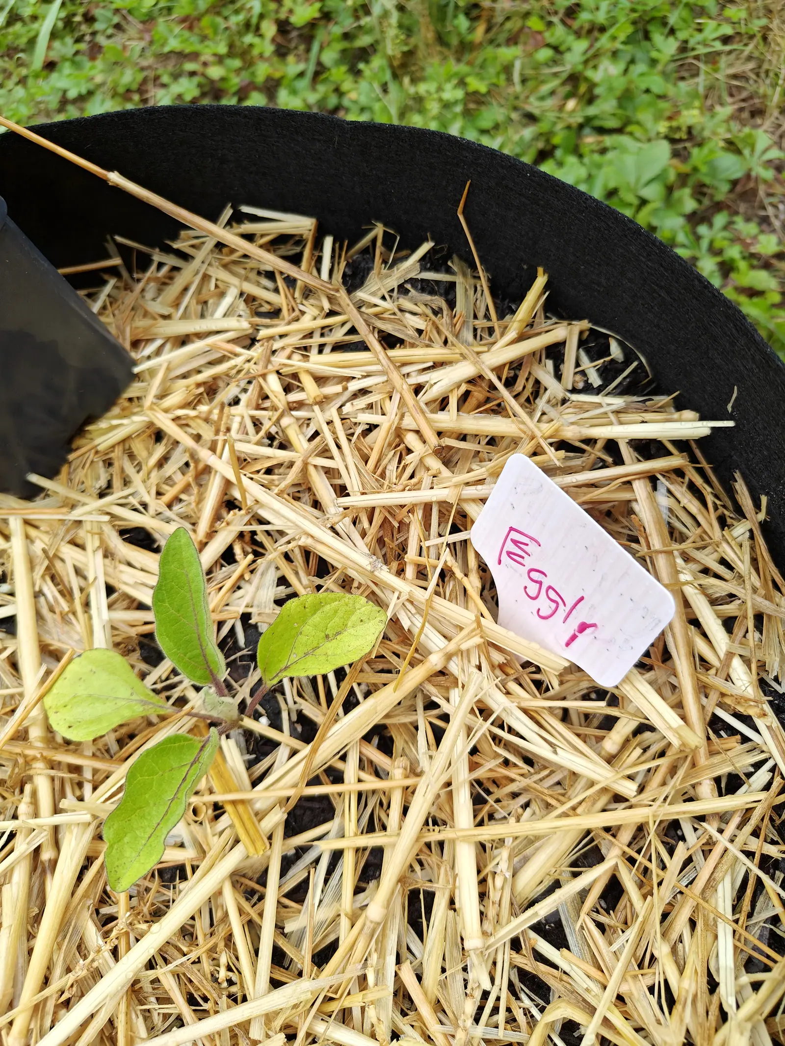 A tiny eggplant seedling with four rounded leaves in a wide fabric grow bag thickly mulched with straw, a pink handwritten label lying in the straw beside it.