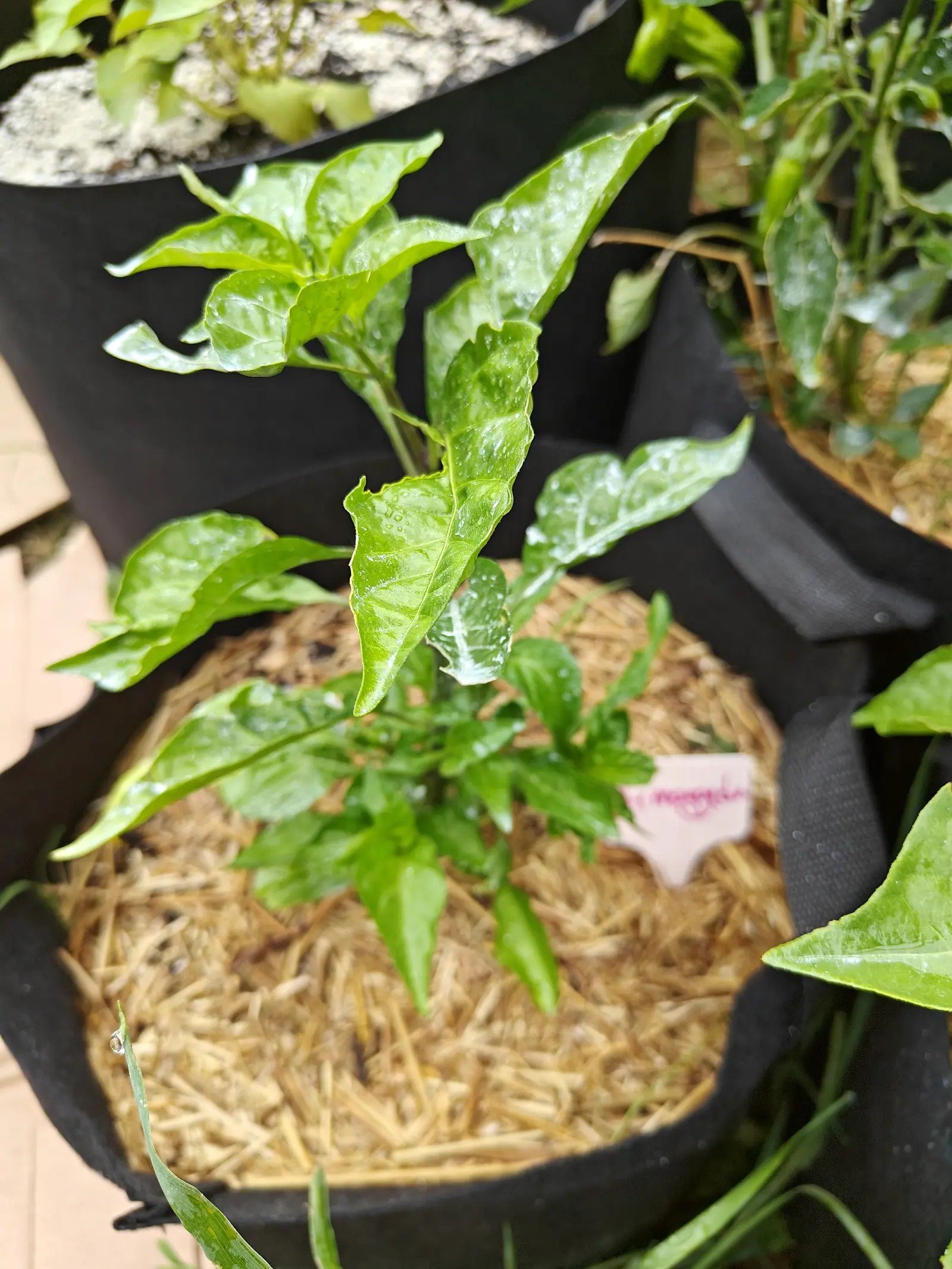 A young pepper plant with bright glossy leaves in a straw-mulched fabric grow bag, a pink handwritten label at its side, other bags of peppers crowding in from every edge.