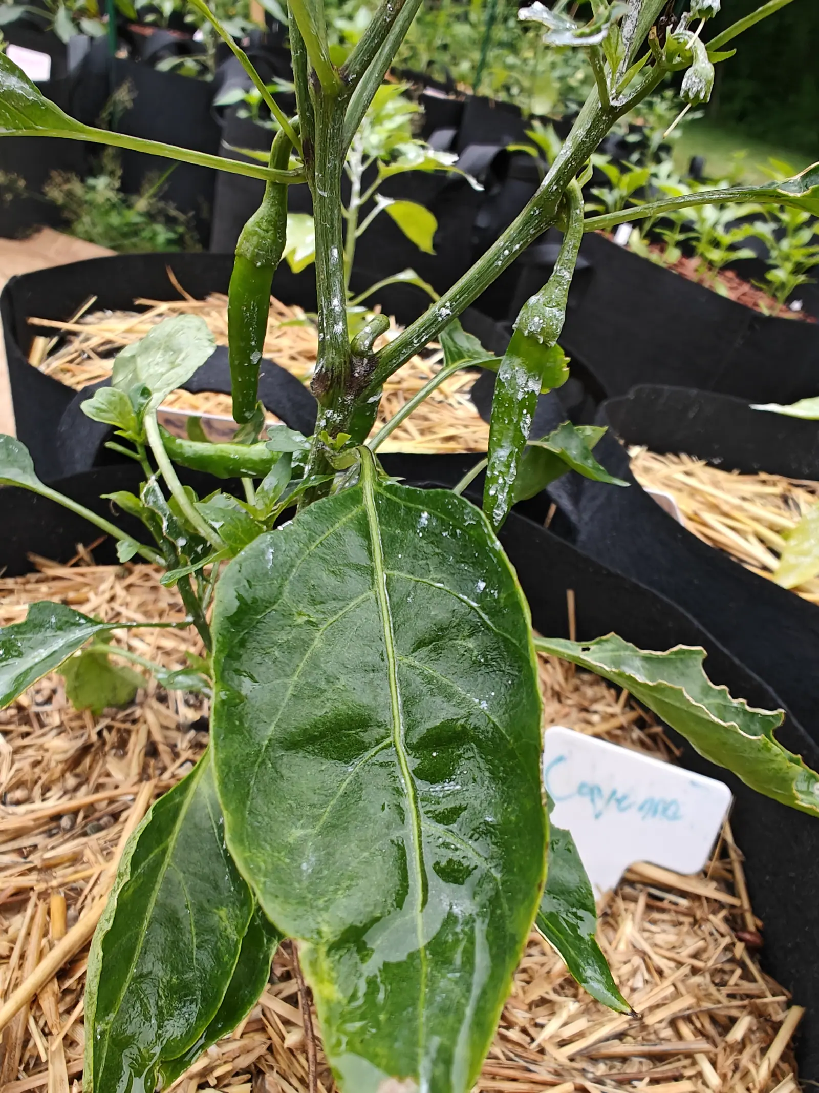 Slim green cayenne chillies hanging from a pepper plant in a straw-mulched fabric grow bag, one broad leaf filling the foreground and a label at the rim.