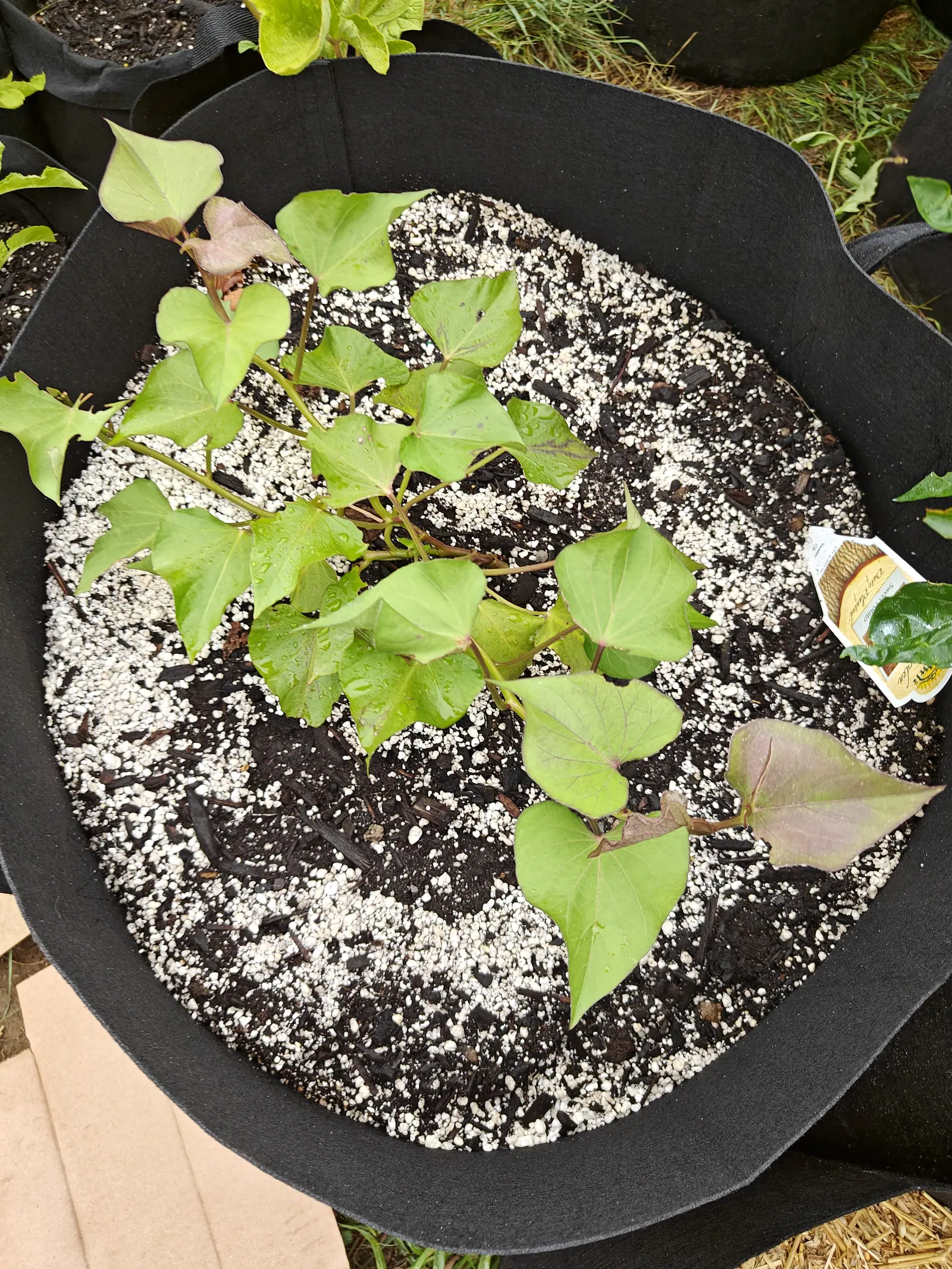 Sweet potato slips in a wide black fabric grow bag, their heart-shaped leaves green with purple-flushed new growth, the dark compost heavily flecked with white perlite.