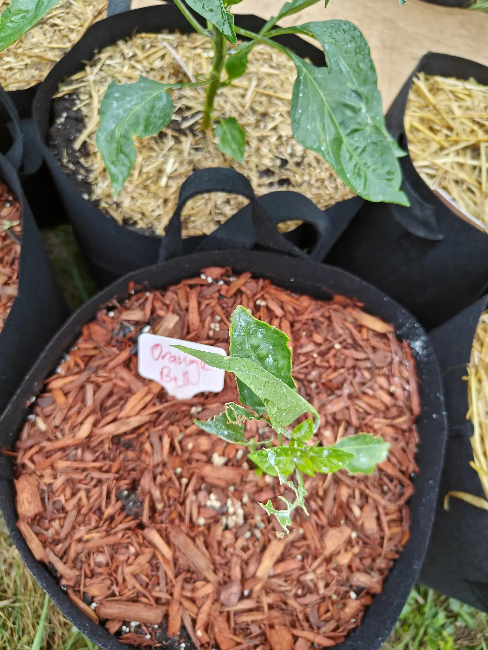 A small pepper seedling in a black fabric grow bag mulched with red-orange bark chips, a handwritten label beside it and straw-mulched bags behind.