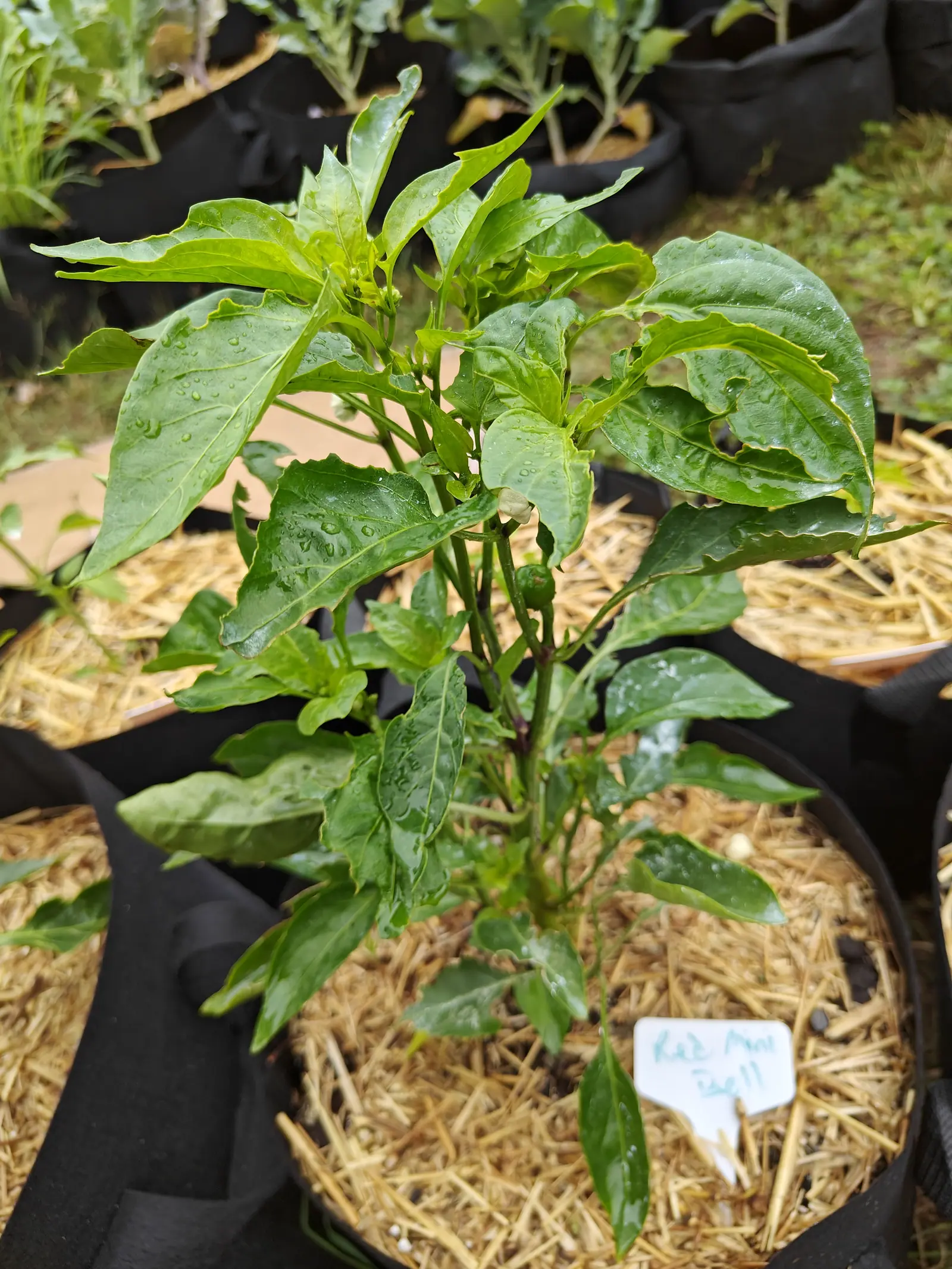 A pepper plant with broad wet leaves in a straw-mulched fabric grow bag, a small green fruit forming at the centre and a label at the front.