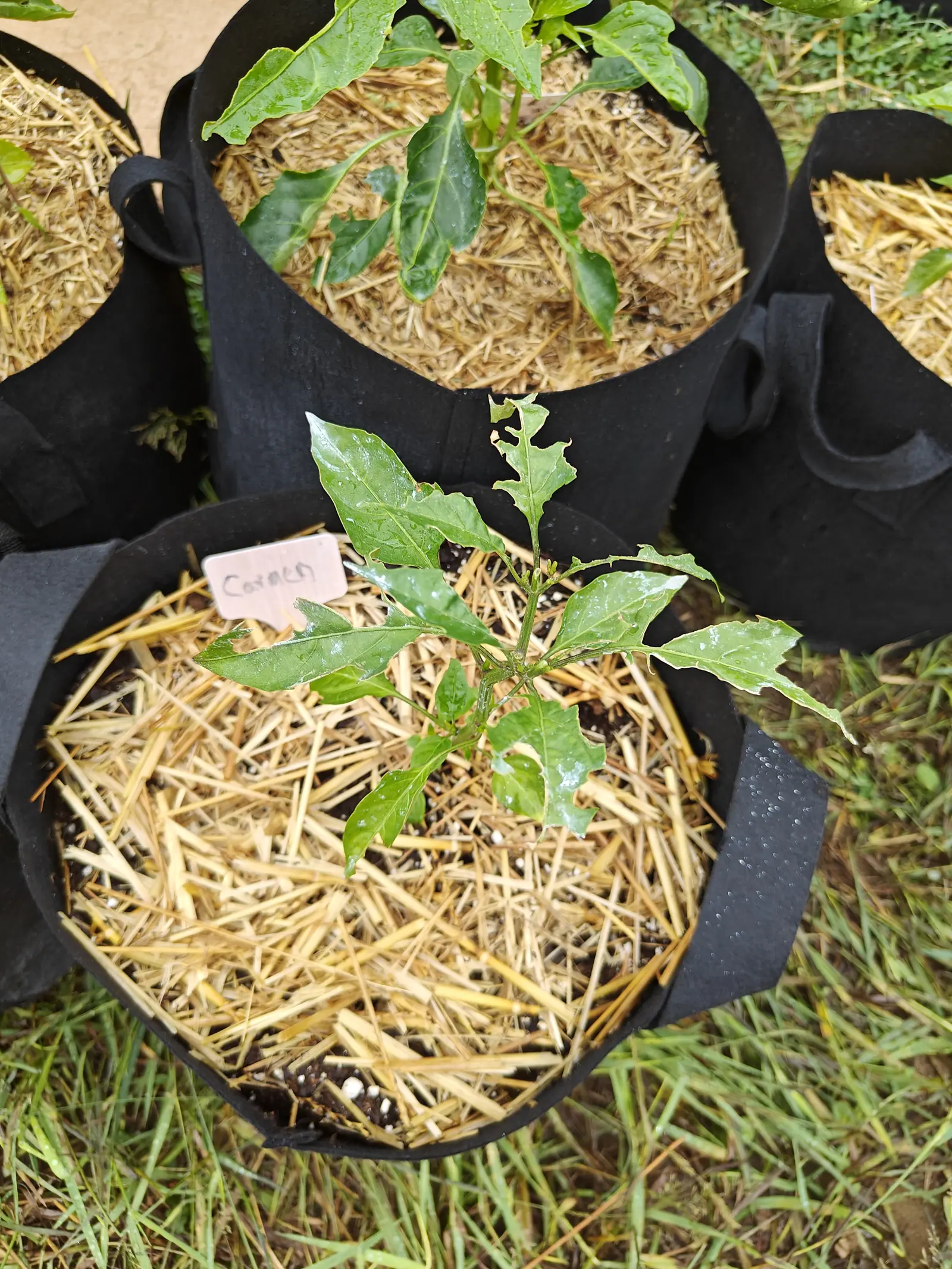 A pepper seedling with chewed leaves in a straw-mulched fabric grow bag, a handwritten label beside it and more bags standing in the grass behind.