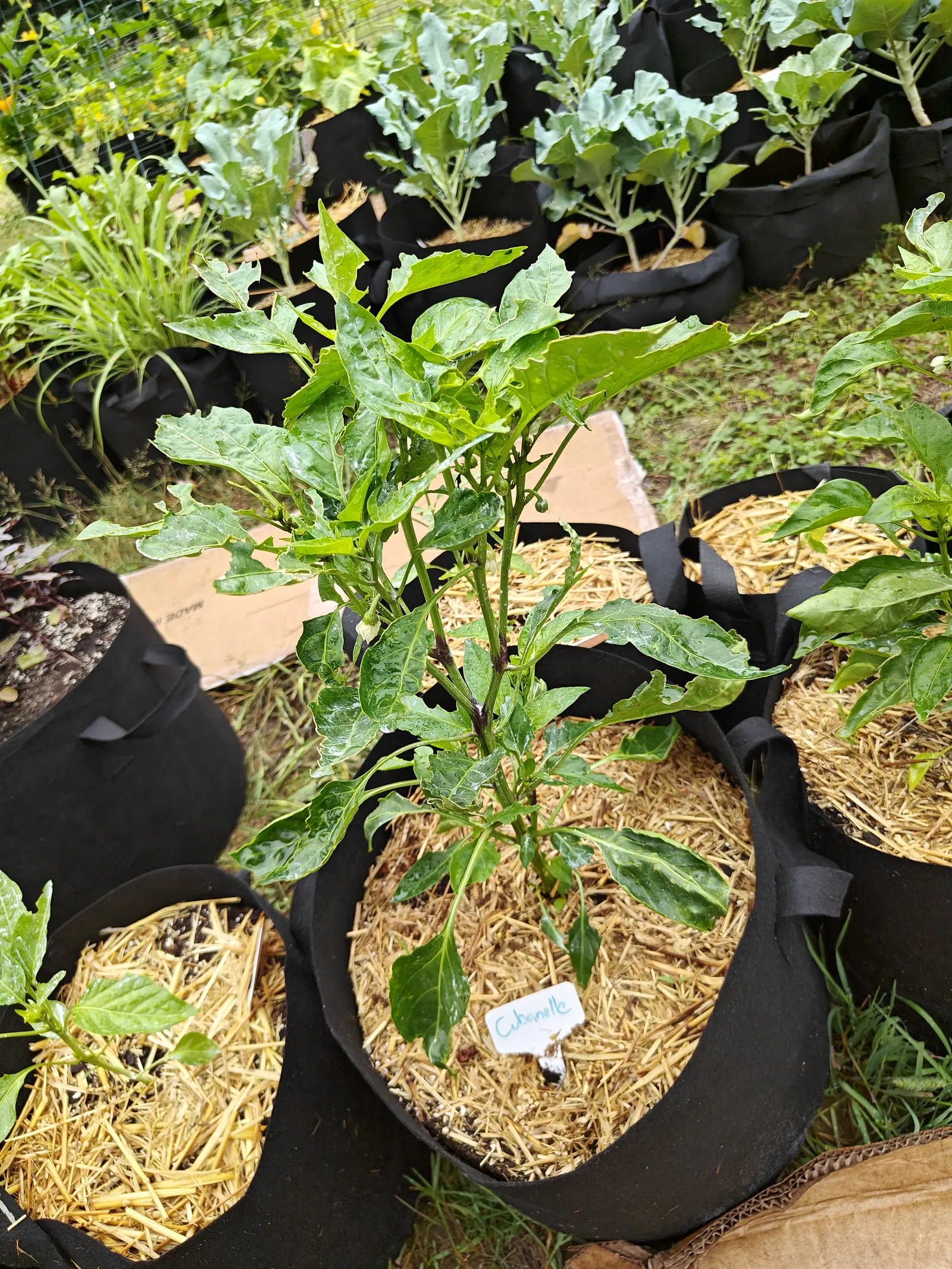 A pepper plant standing in a straw-mulched fabric grow bag with a blue-inked label at the rim, rows of grow bags holding blue-grey brassicas and grasses behind it.