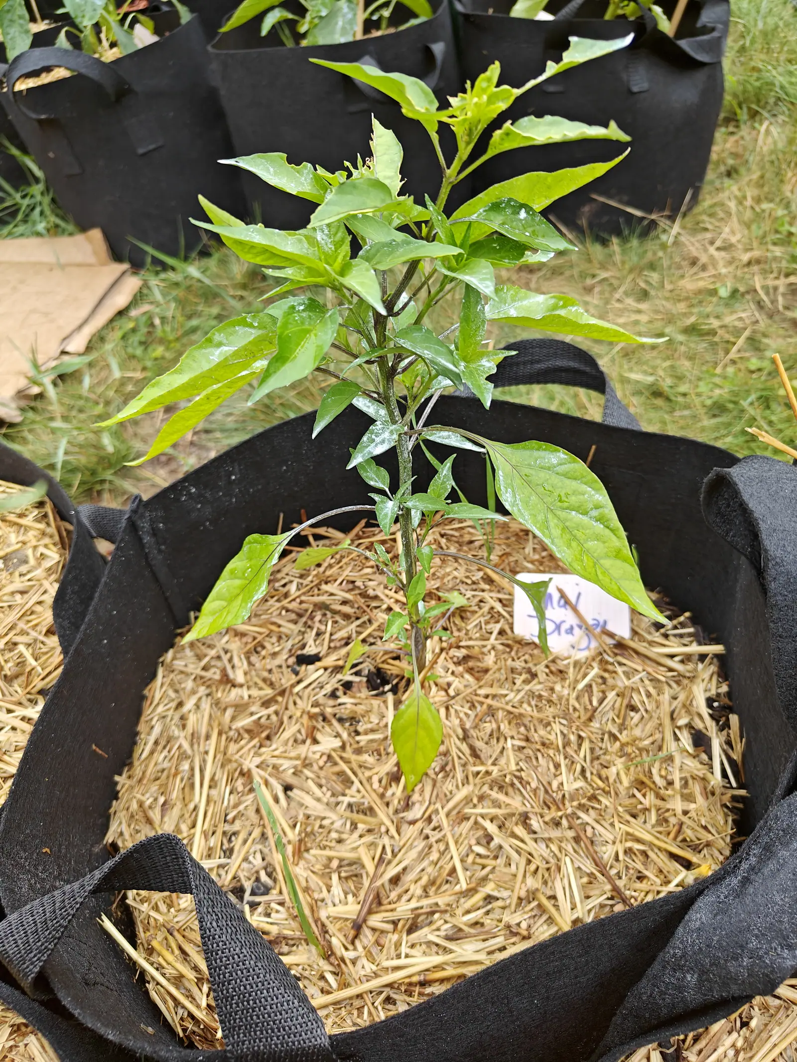 A pepper plant with narrow glossy leaves in a straw-mulched fabric grow bag, a white label written in blue at the front, more bags standing in rough grass behind.