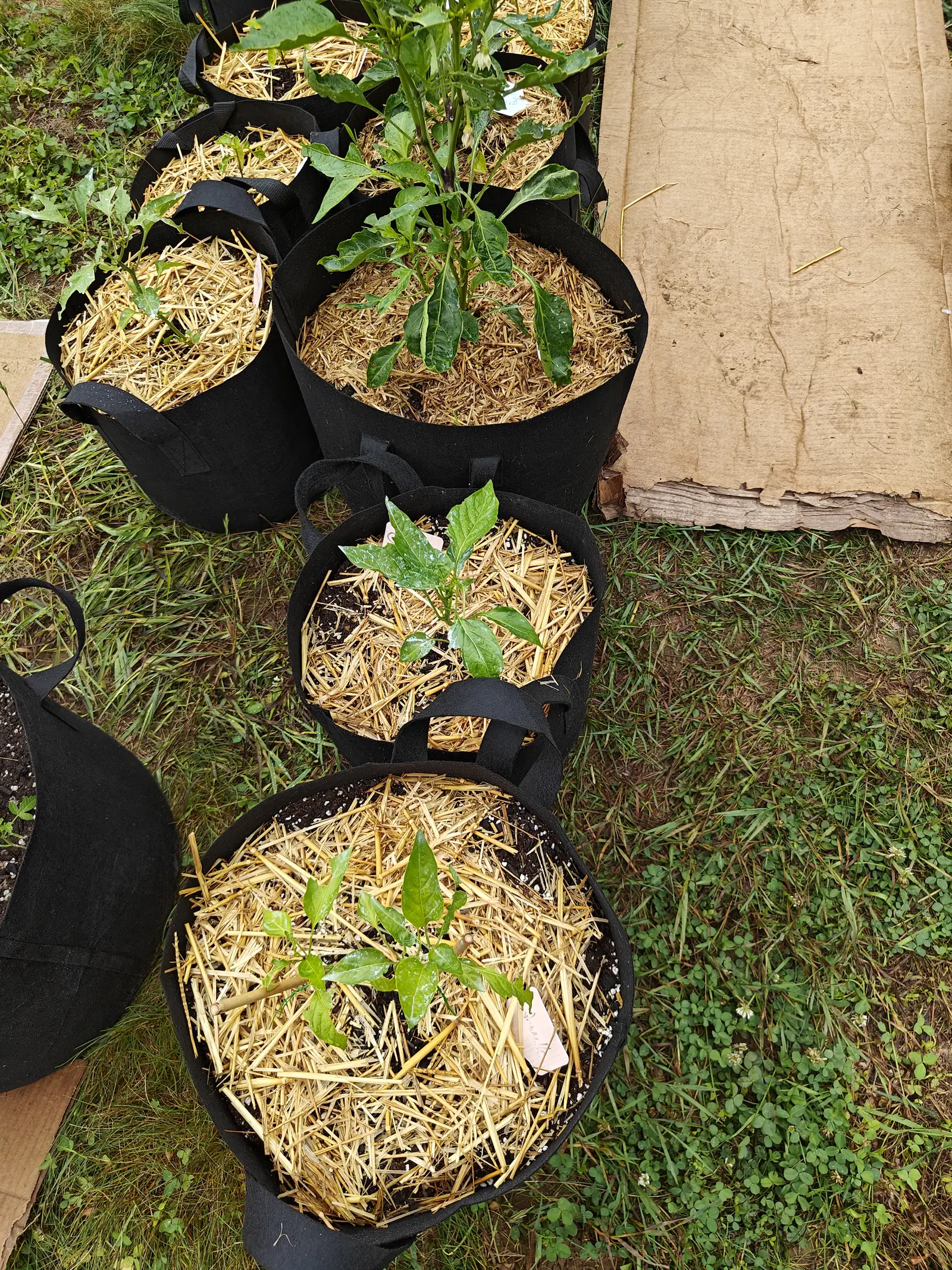 Several black fabric grow bags mulched with straw seen from above, each holding a small pepper plant, set out on grass beside a sheet of flattened cardboard.