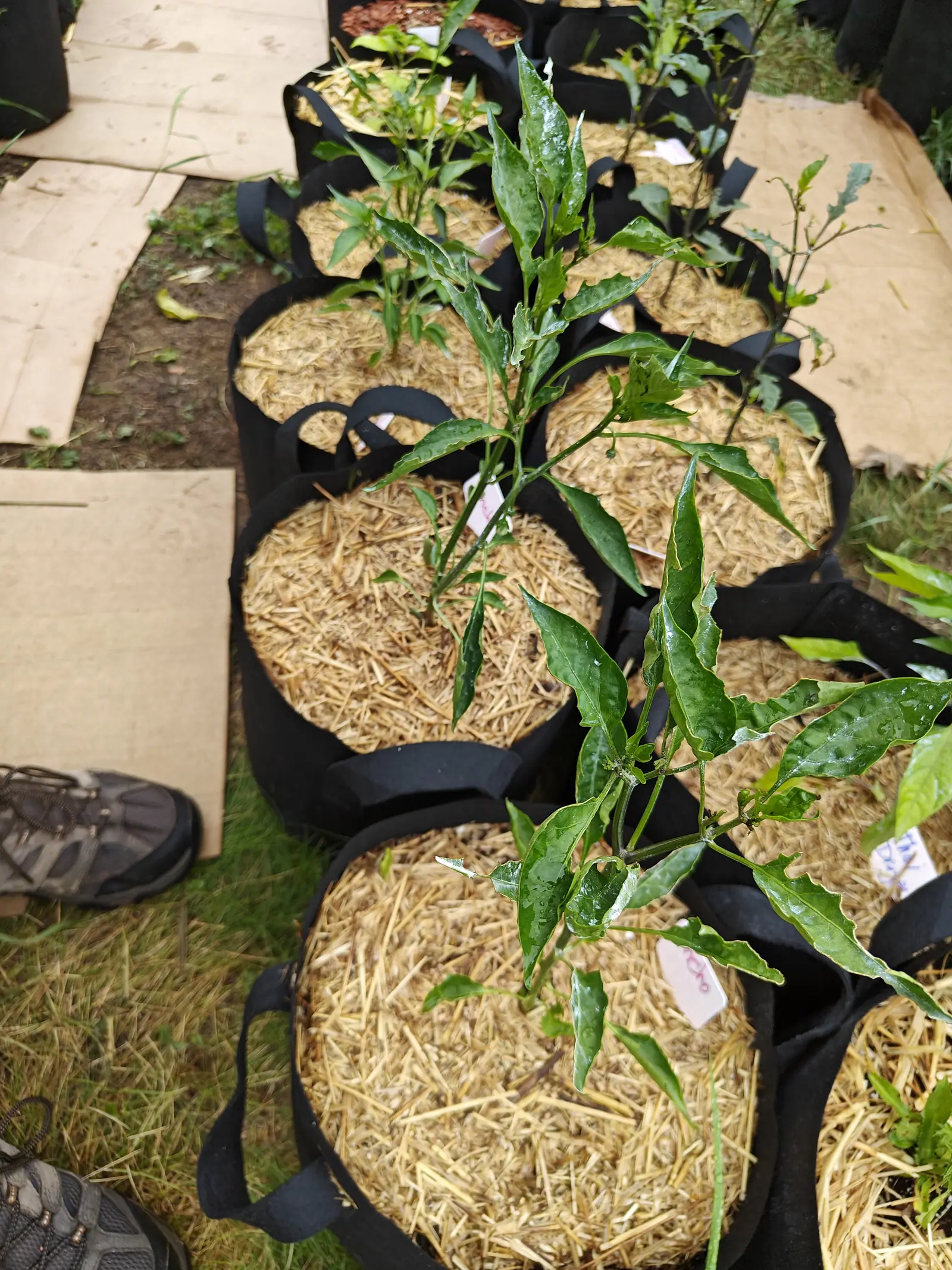 Rows of straw-mulched fabric grow bags holding young pepper plants, sheets of cardboard laid between them over the grass, a person's boots just visible at the edge of the frame.