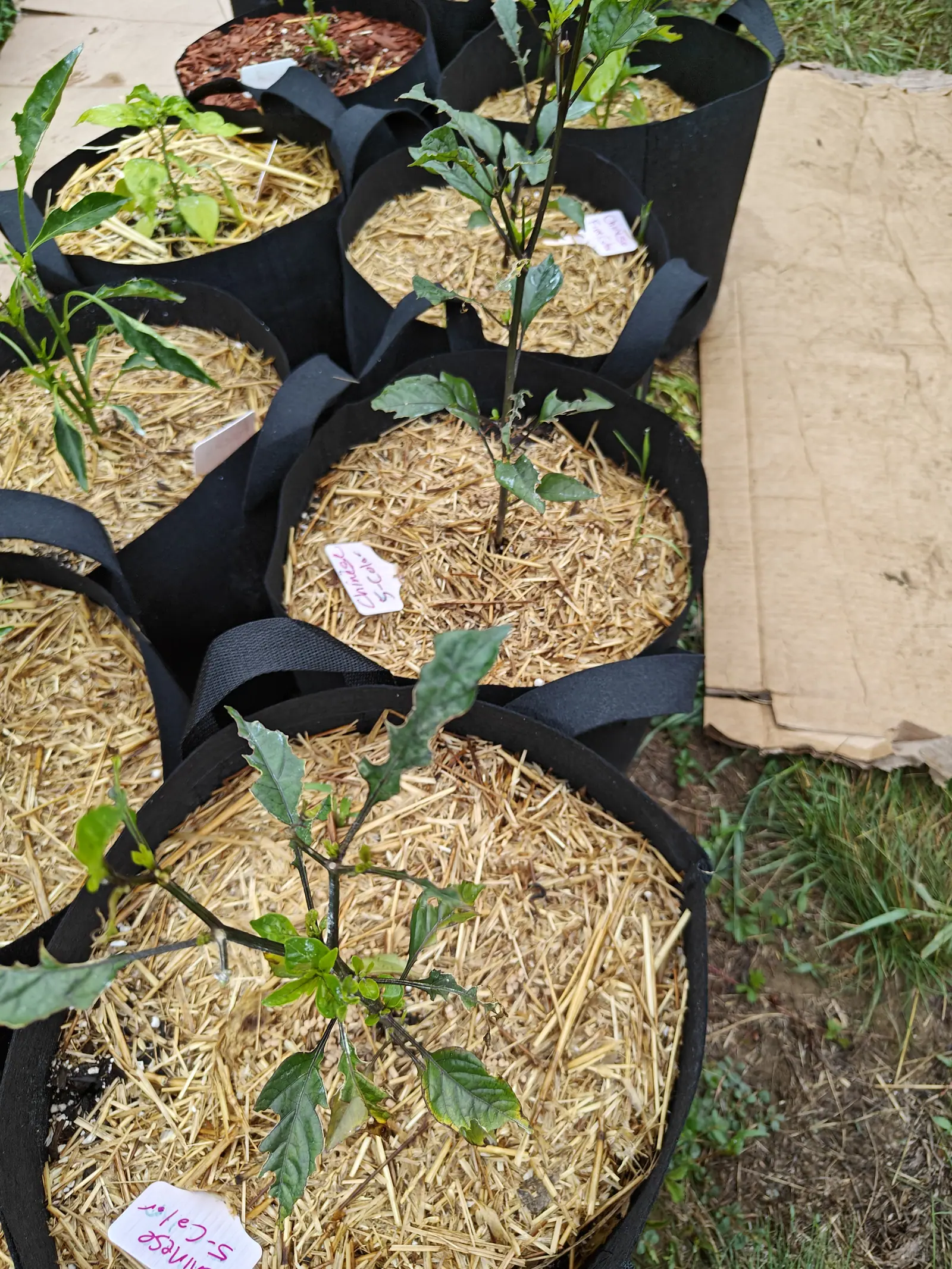 Young pepper plants in straw-mulched fabric grow bags, a pink handwritten label pushed into the straw of the nearest bag and flattened cardboard laid over the grass beyond.