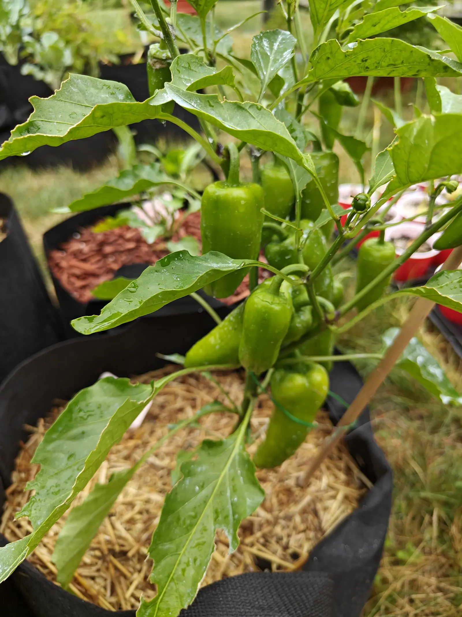 Fat pale green blocky peppers hanging in a cluster from a plant in a straw-mulched fabric grow bag, with a bag of red-orange bark mulch just behind.