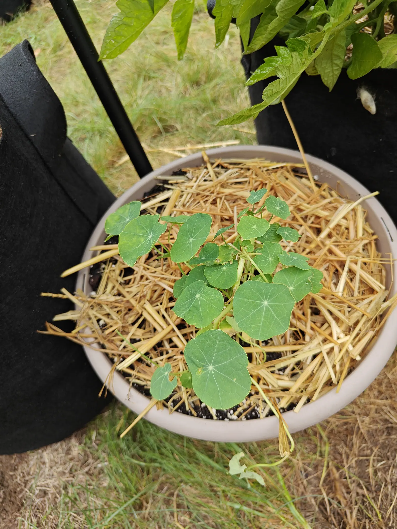 Nasturtium seedlings with round bright green leaves in a shallow pale bowl planter mulched with straw, a black fabric grow bag pressing in at the left.