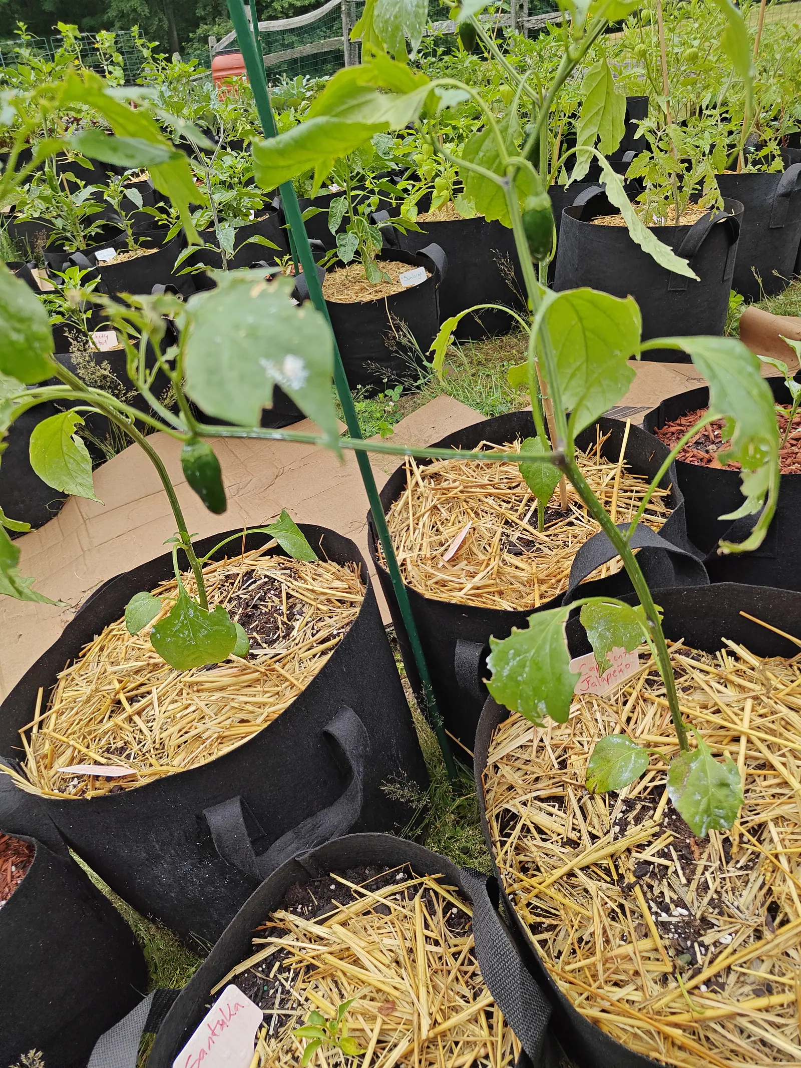 Young pepper plants in straw-mulched fabric grow bags with a green metal stake rising between them, tomato plants and more bags stretching away over the grass.