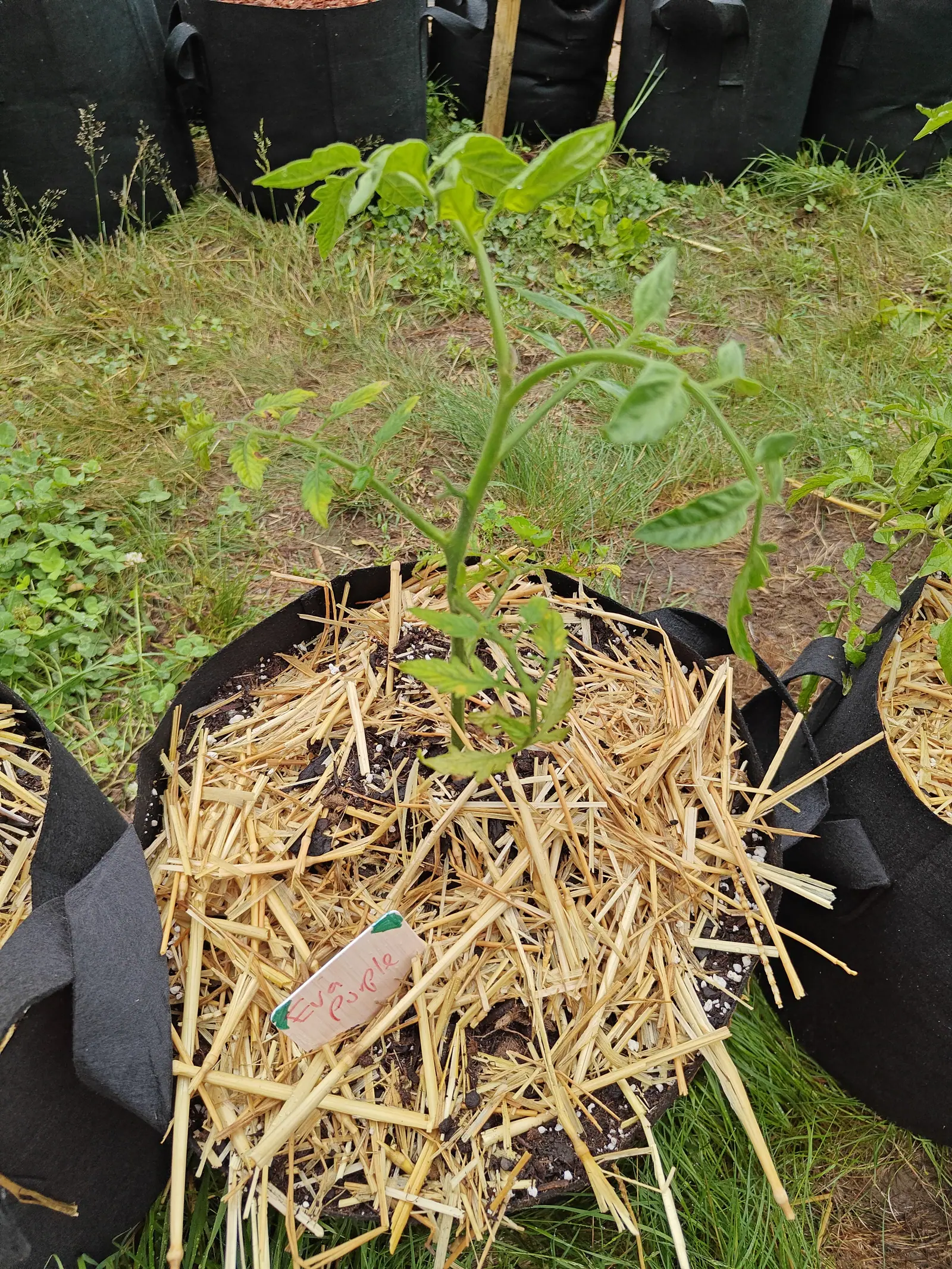 A young tomato plant in a straw-mulched fabric grow bag, its leaves thin and sparse on a leaning stem, a small handwritten label lying in the straw at the front.