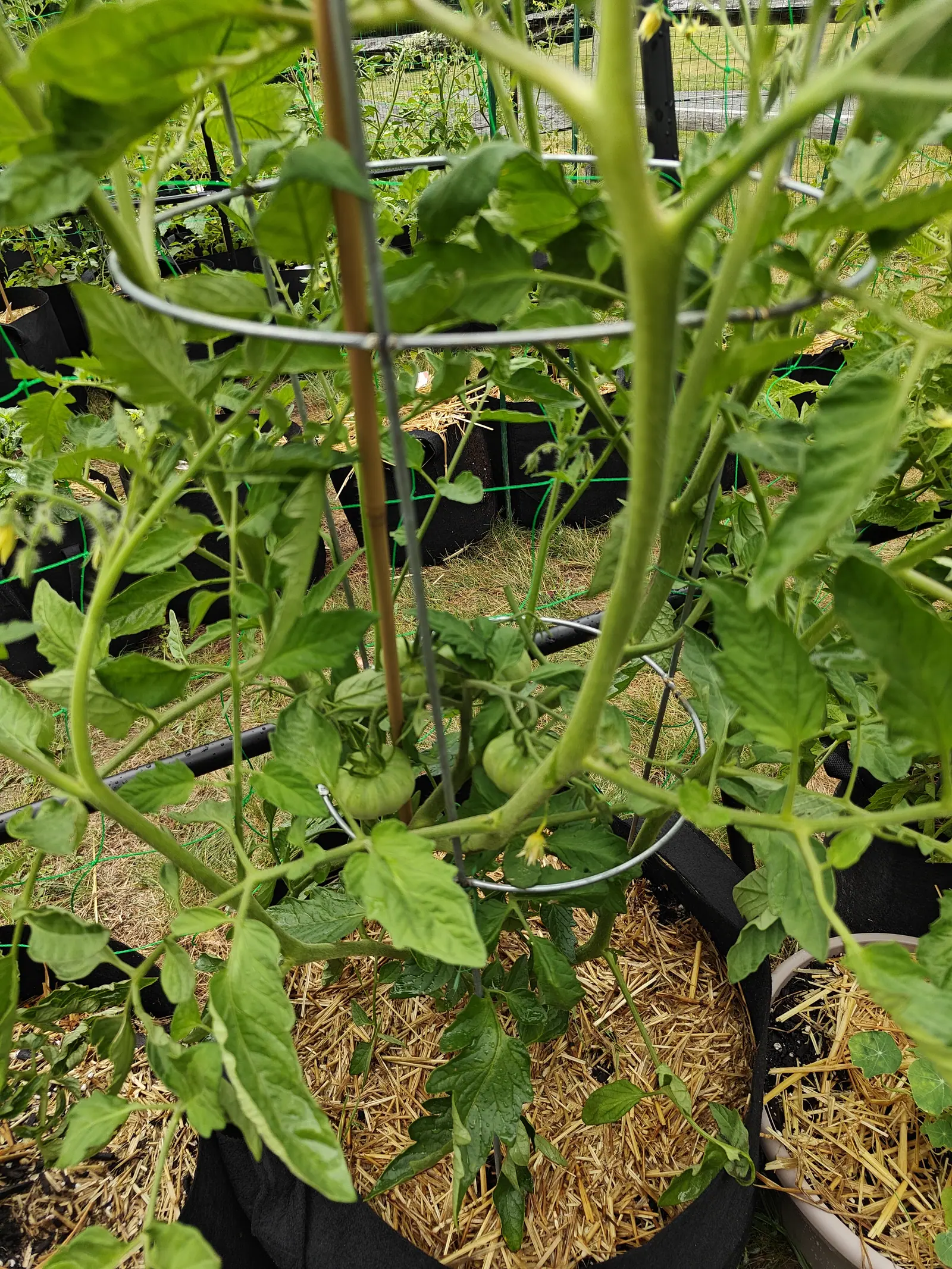 A tomato plant growing up through a wire cage support and a bamboo cane, small green fruit clustered at the centre, standing in a straw-mulched fabric grow bag.