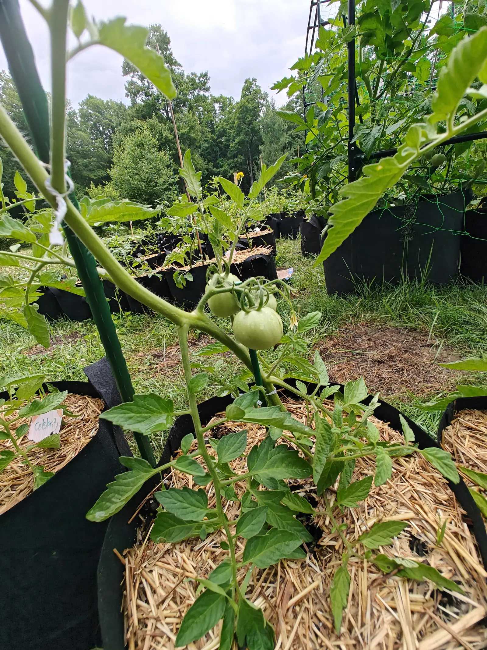 A truss of three green tomatoes on a plant staked with a green metal rod, straw-mulched grow bags receding behind under a white overcast sky.