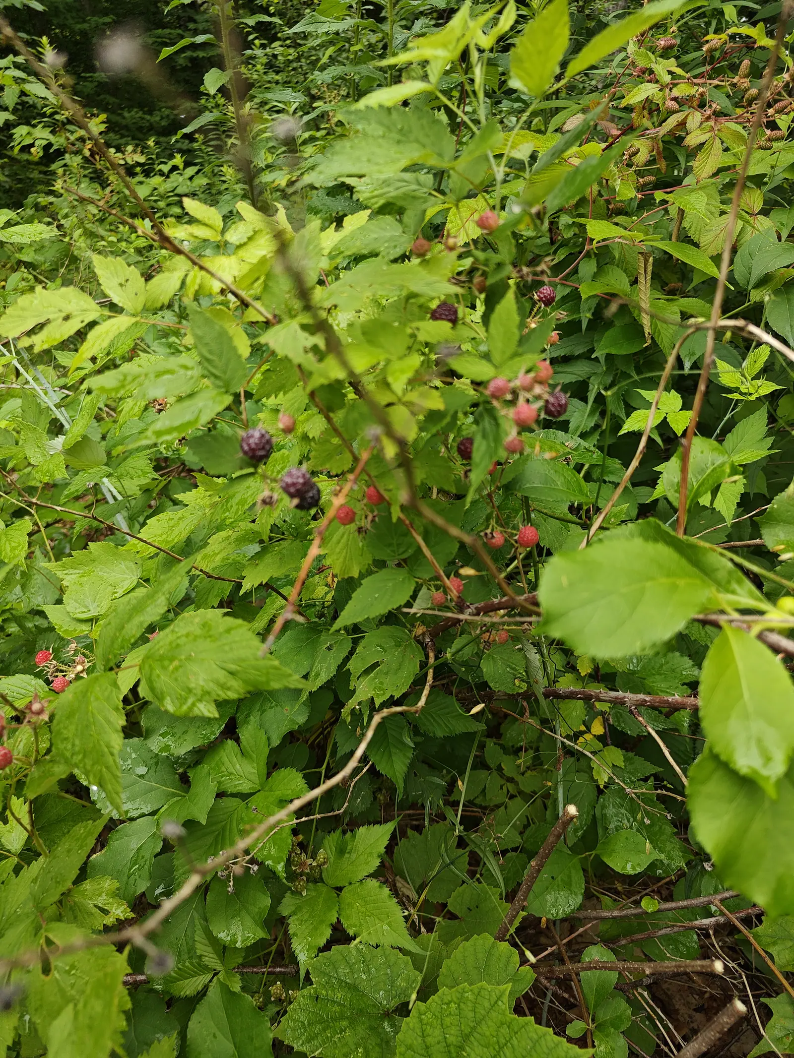 A tangle of wineberry canes in a green thicket, scattered red and blackening fruit hanging among toothed leaves, bare thorny stems crossing the frame.