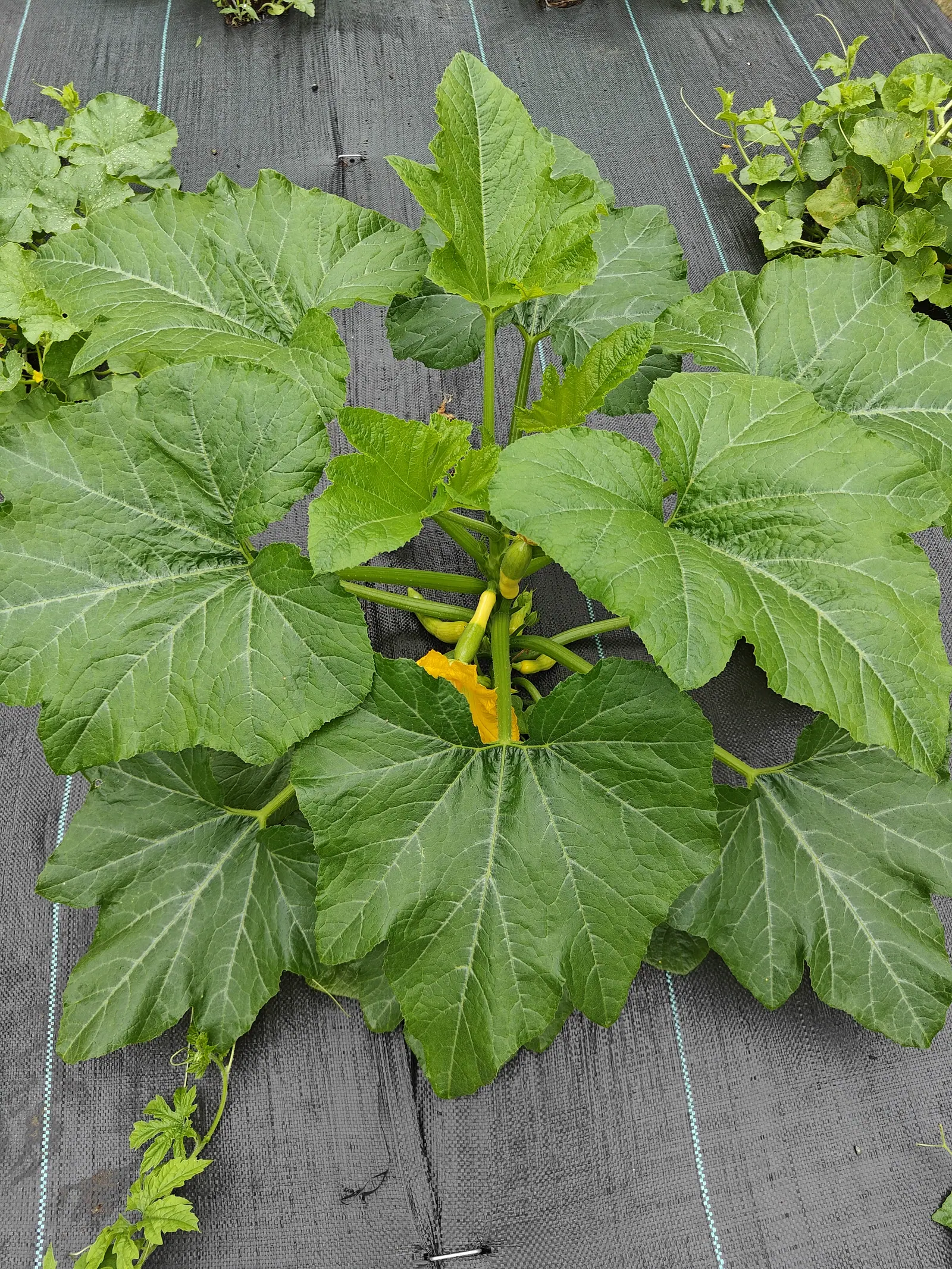 A squash plant seen from above on black woven ground fabric, its large leaves veined silver-white and a single orange-yellow blossom opening at the crown.