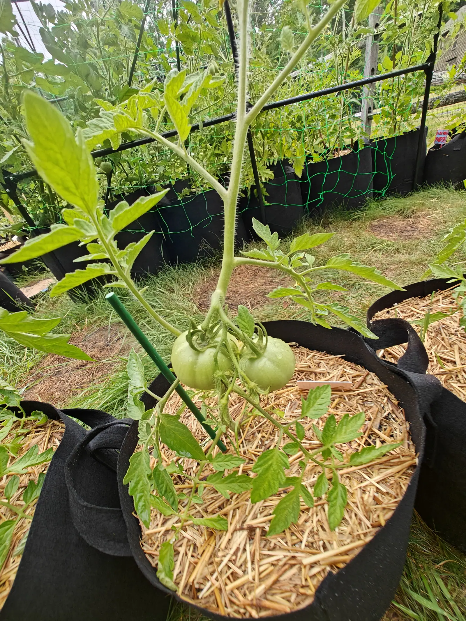 Three green tomatoes hanging in a cluster from a plant in a straw-mulched fabric grow bag, a green metal stake behind and rows of grow bags in the grass beyond.