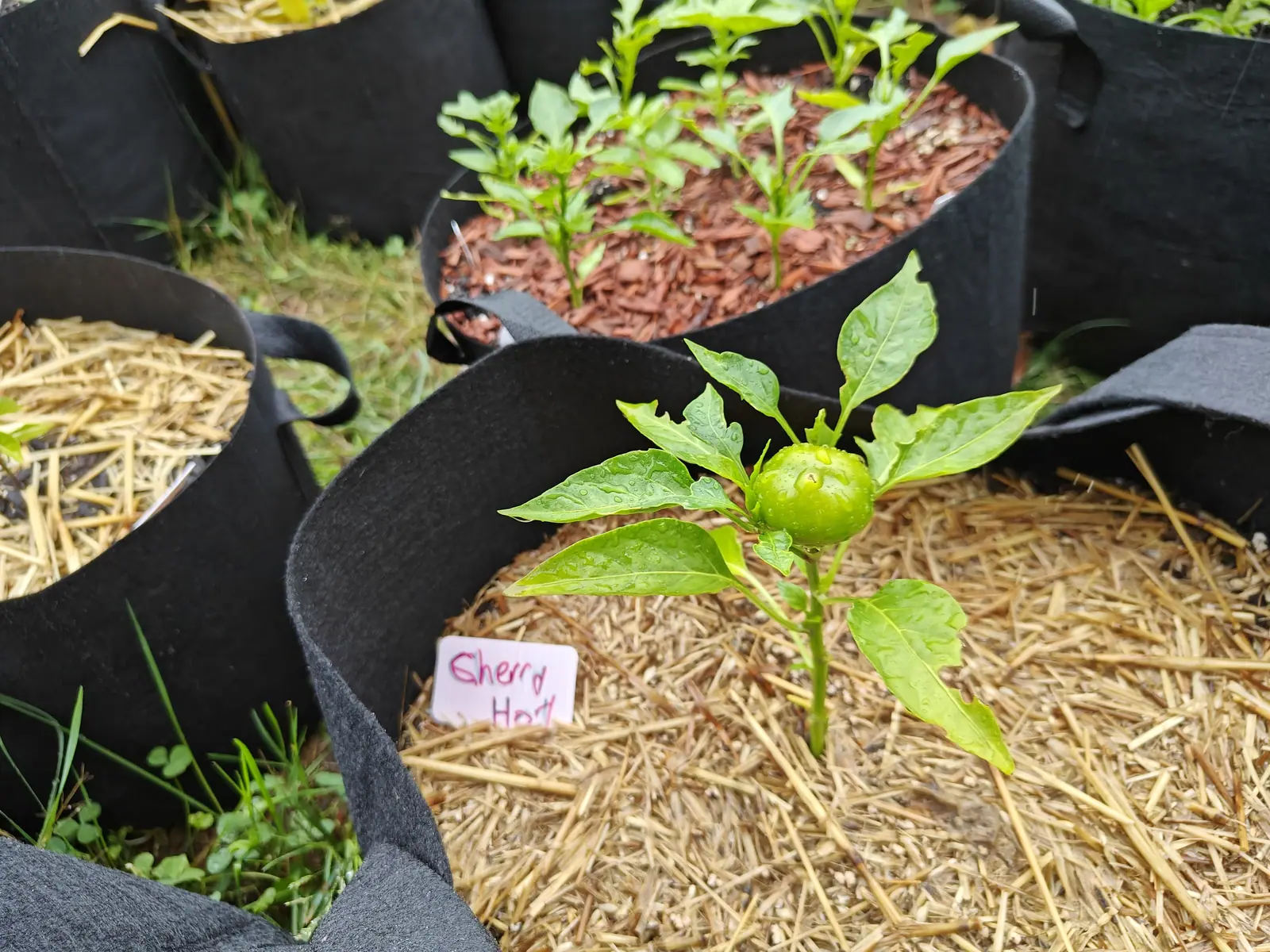 A young pepper plant carrying one round green fruit in a straw-mulched fabric grow bag, a pink handwritten label propped in the straw before it.